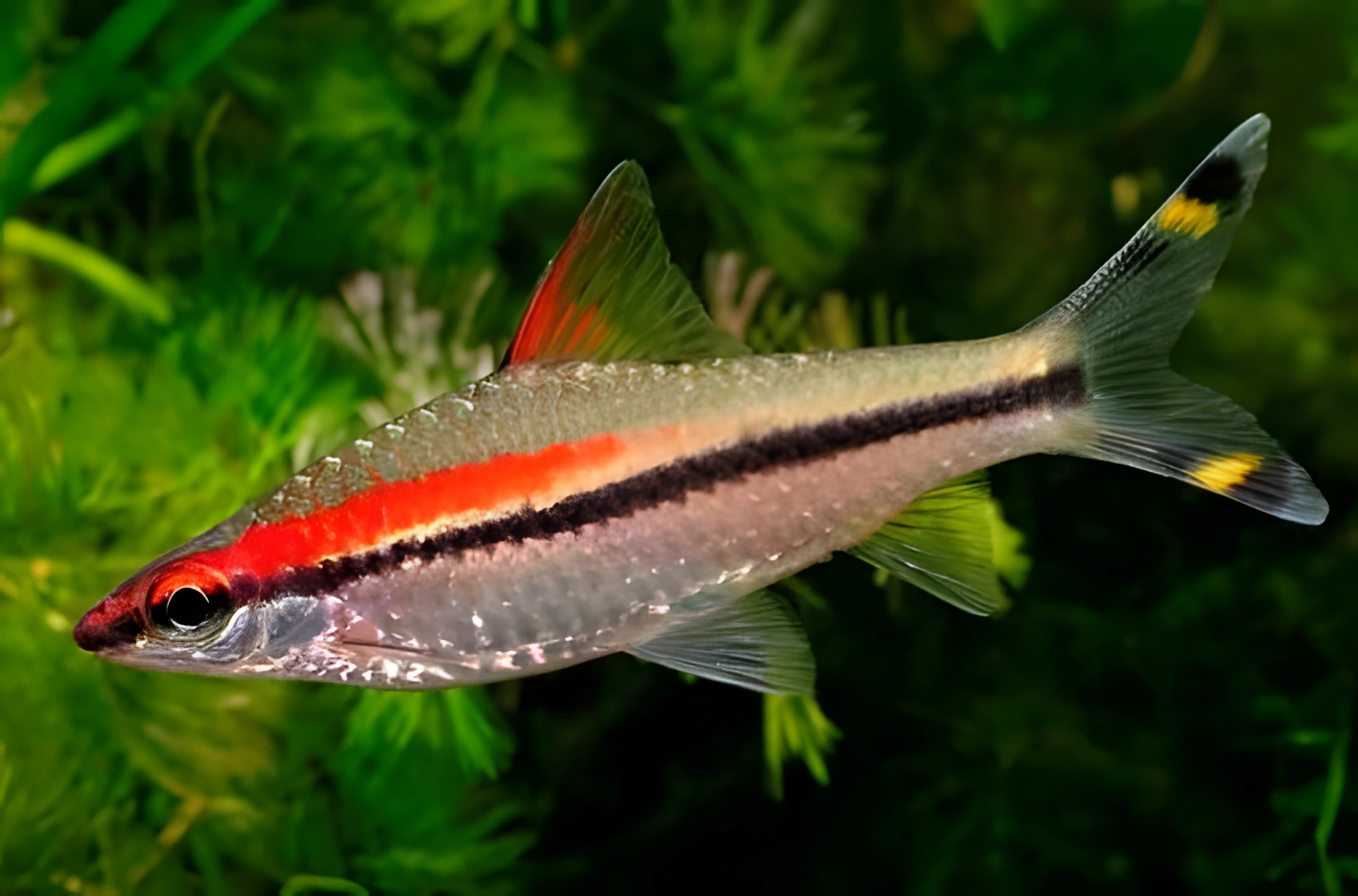 Fotografía del pez de acuario Barbo Denison