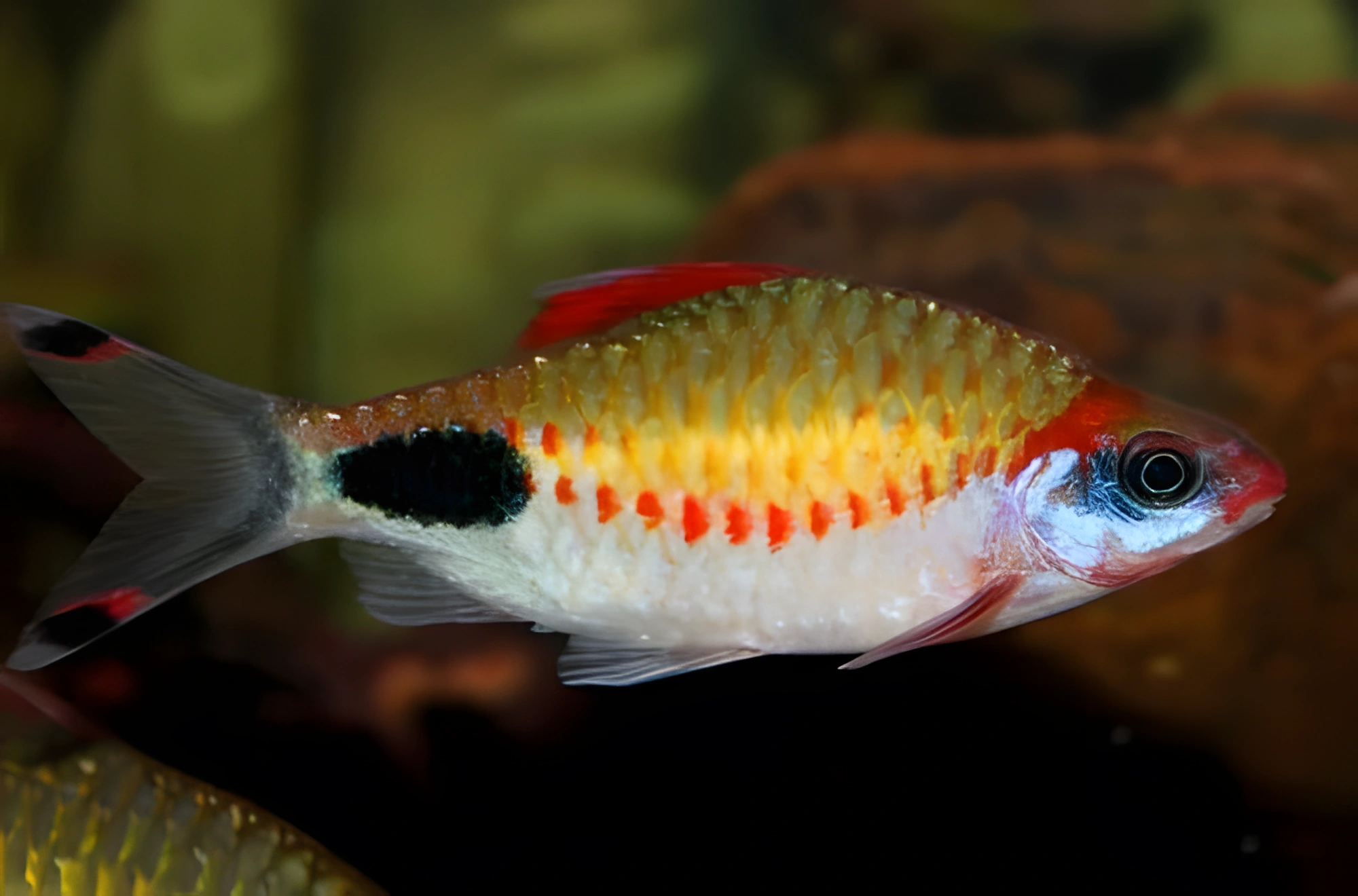 Fotografía del pez de acuario Barbodes Dawkinsi