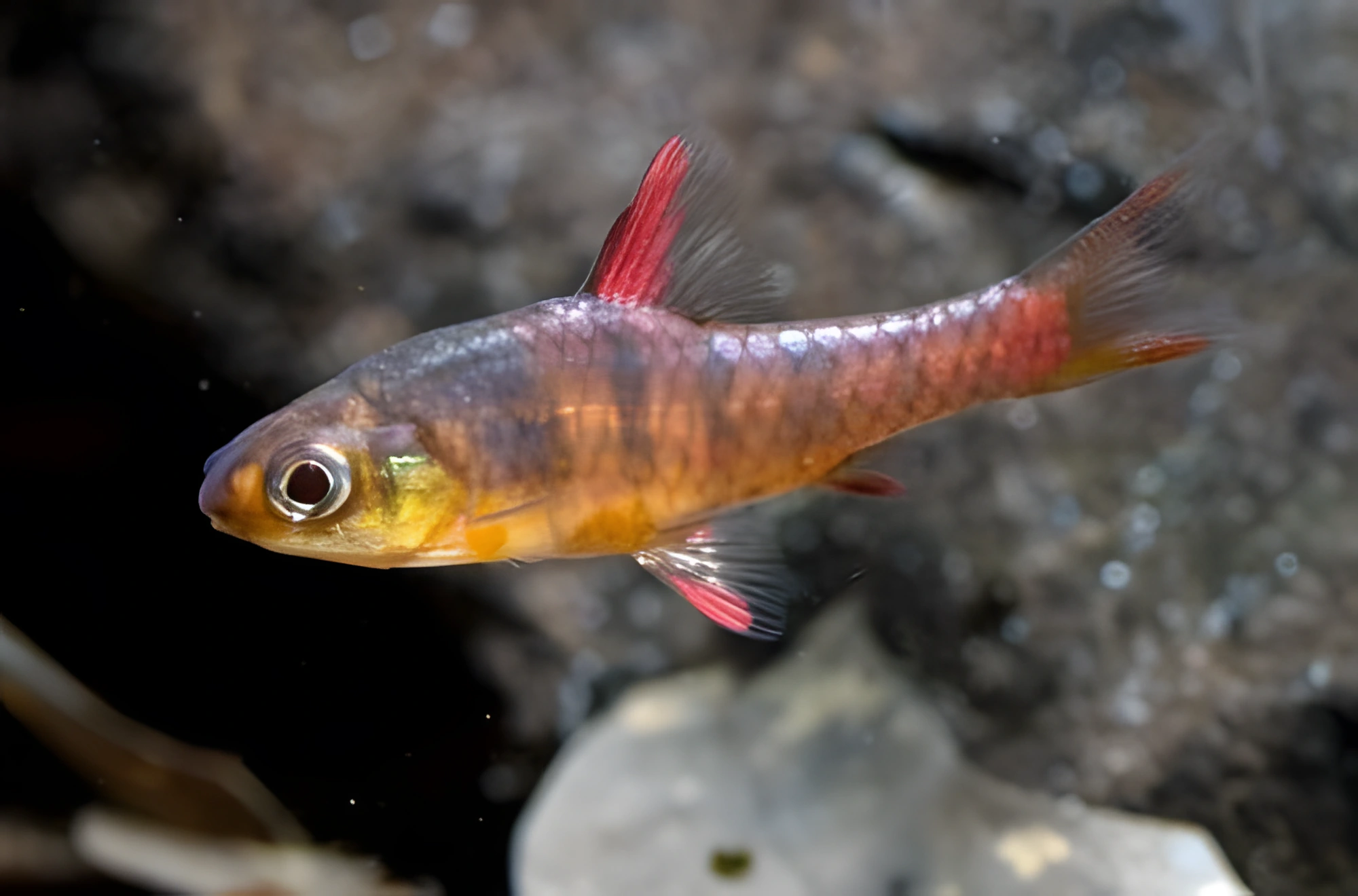 Fotografía del pez de acuario Barbo Jae