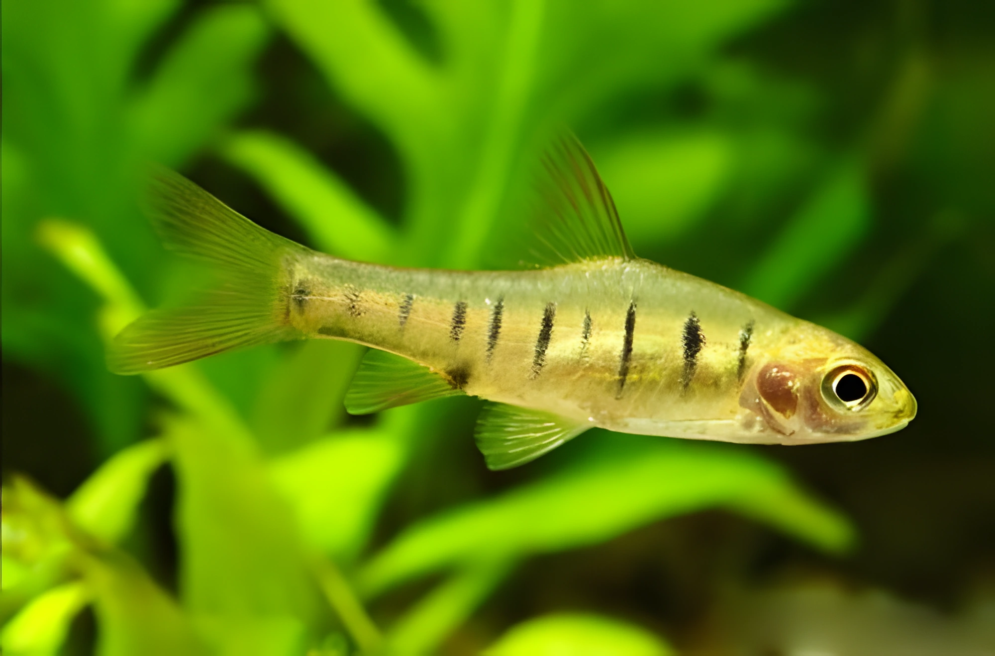Fotografía del pez de acuario Barbo fasciolatus