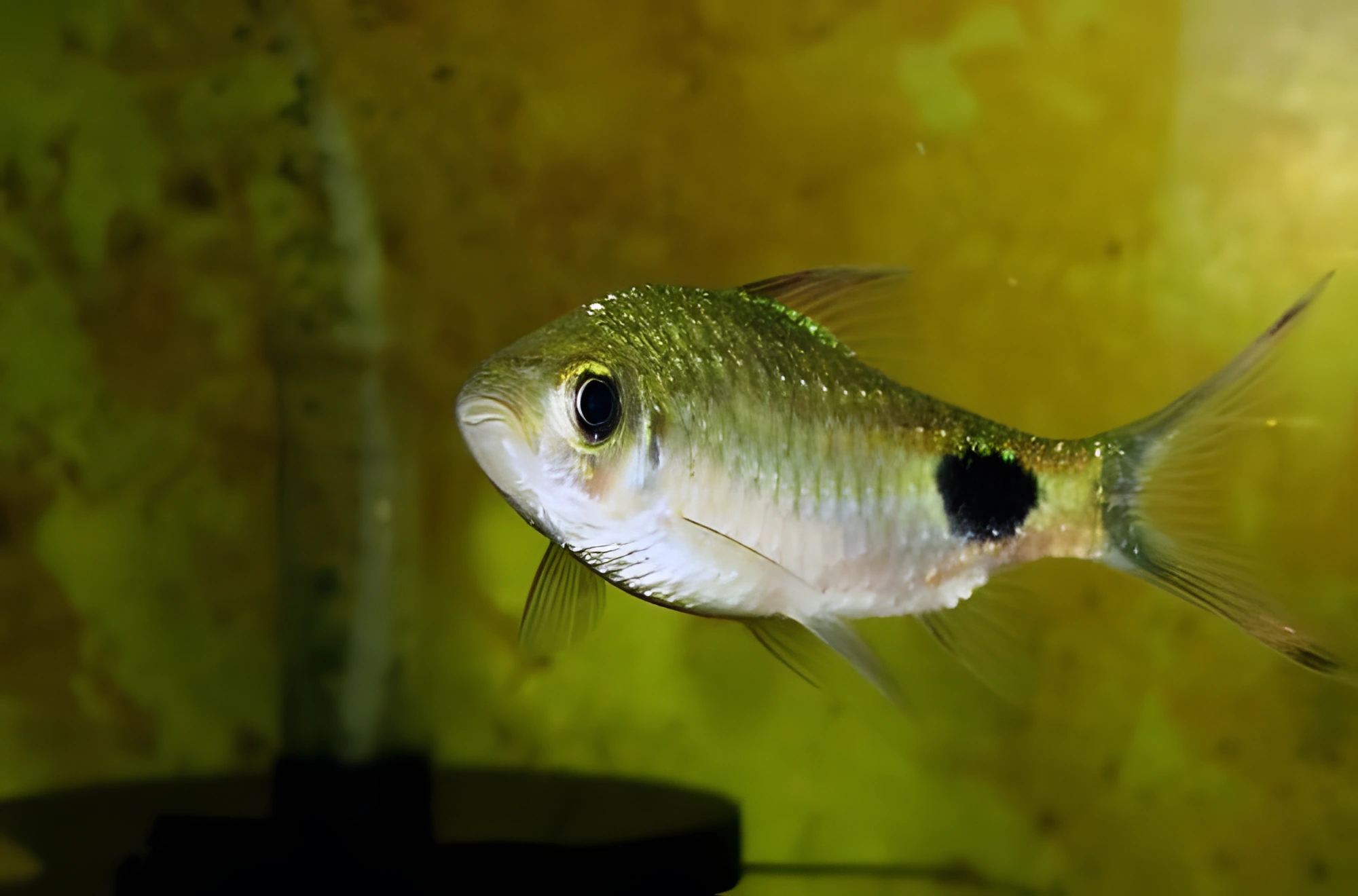Fotografía del pez de acuario Barbo filamentoso