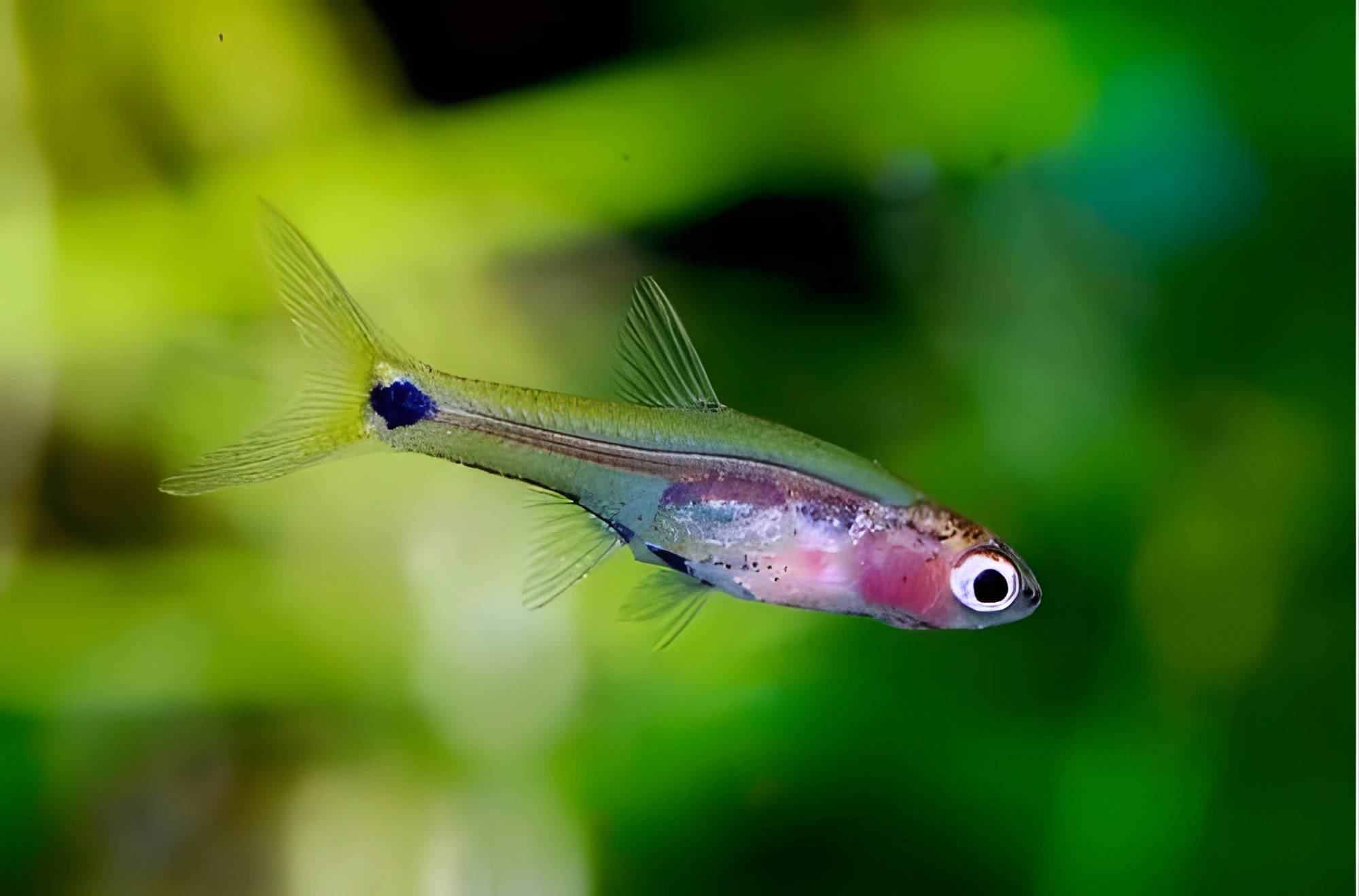 Fotografía del pez de acuario Barbo grácil