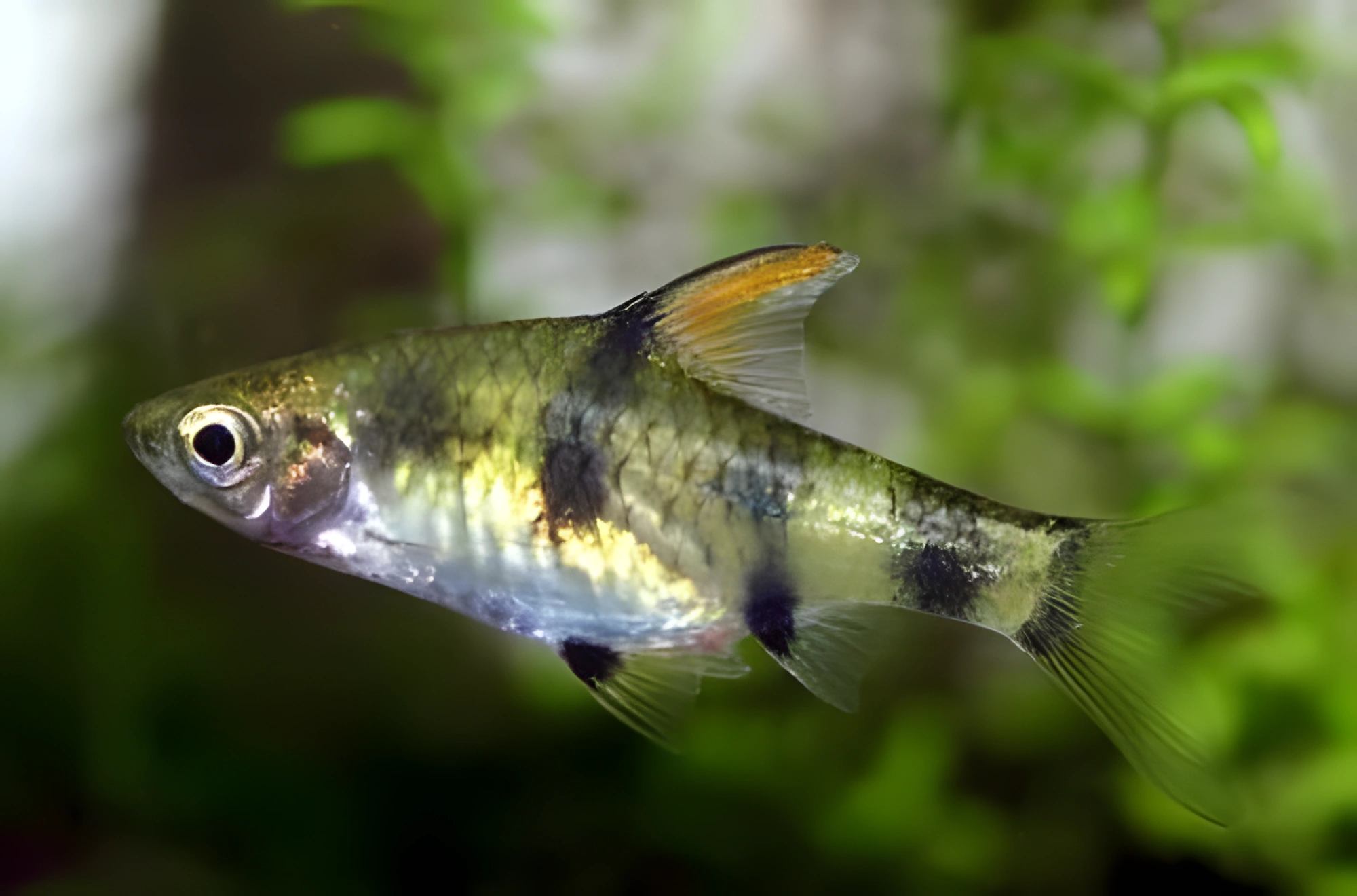 Fotografía del pez de acuario Barbo Canius