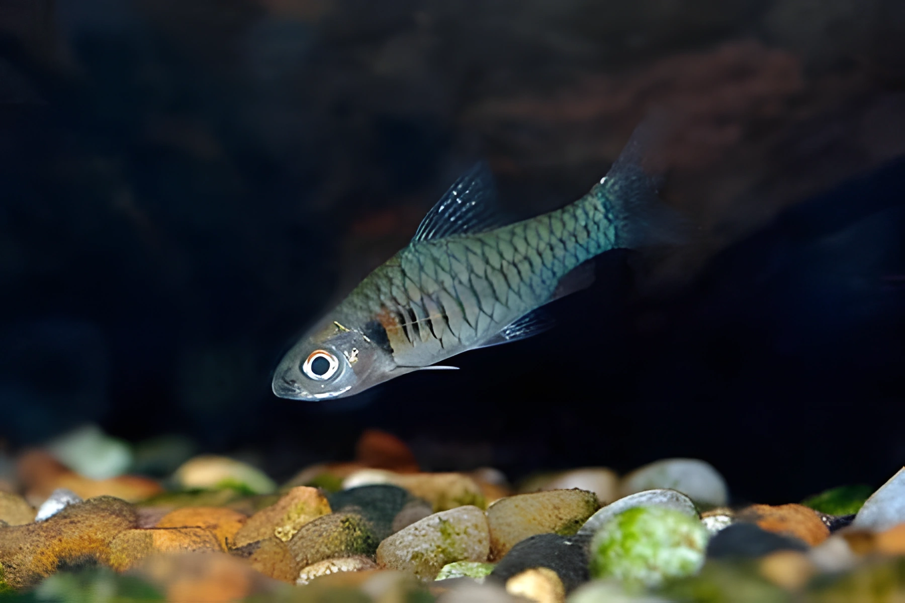 Fotografía del pez de acuario Barbo del Congo
