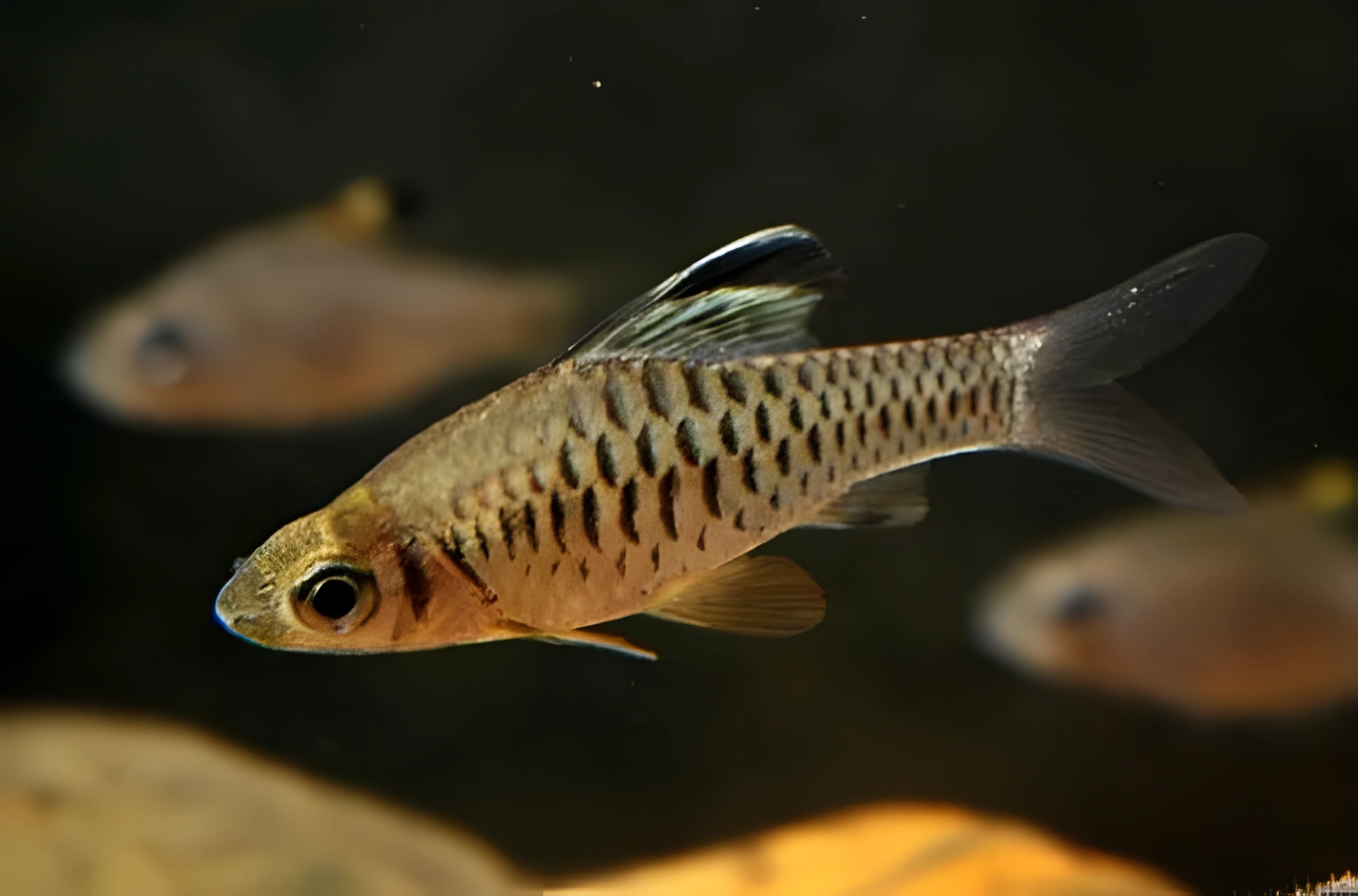 Fotografía del pez de acuario Barbo cosuatis