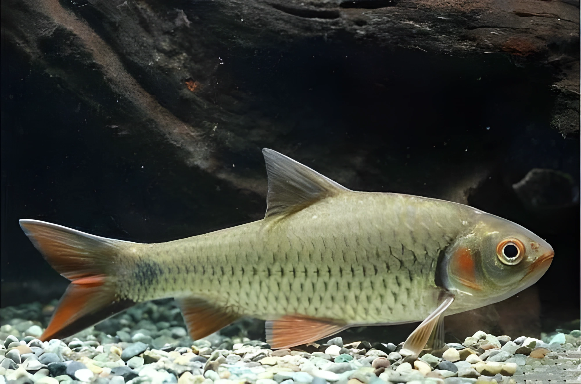Fotografía del pez de acuario Barbo de mejillas rojas