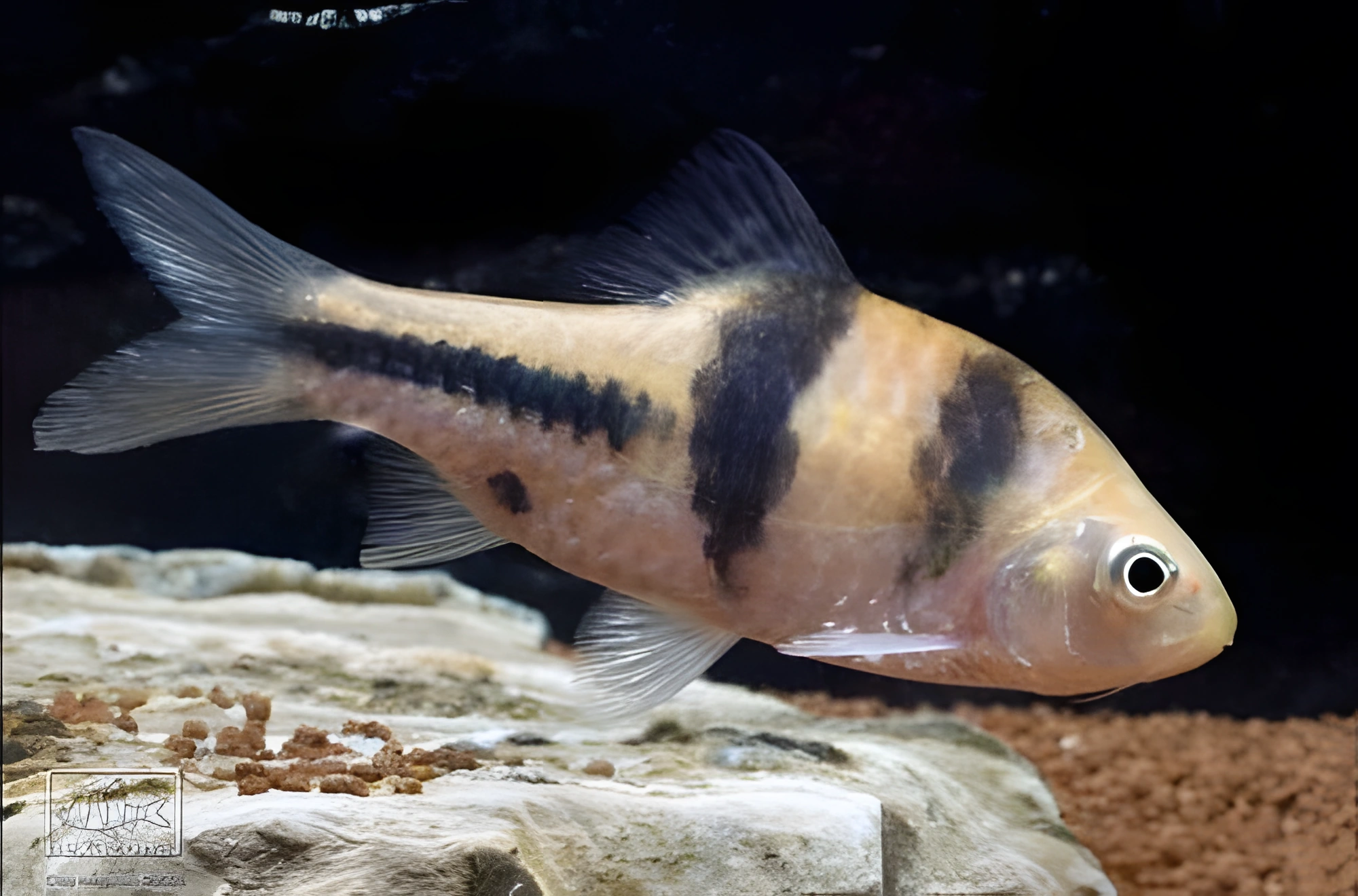 Fotografía del pez de acuario Barbo cruzado