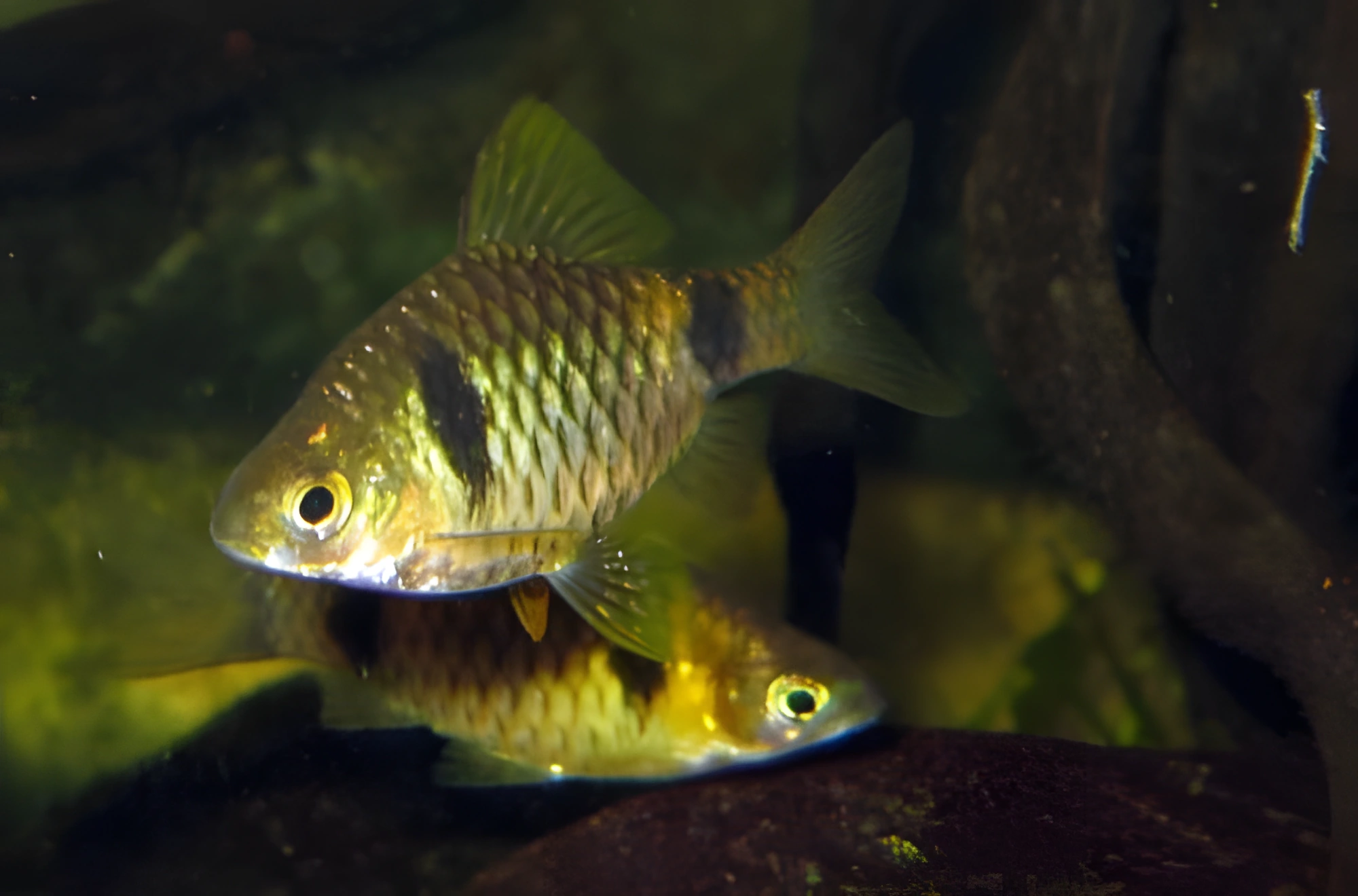 Fotografía del pez de acuario Barbo de Cumming
