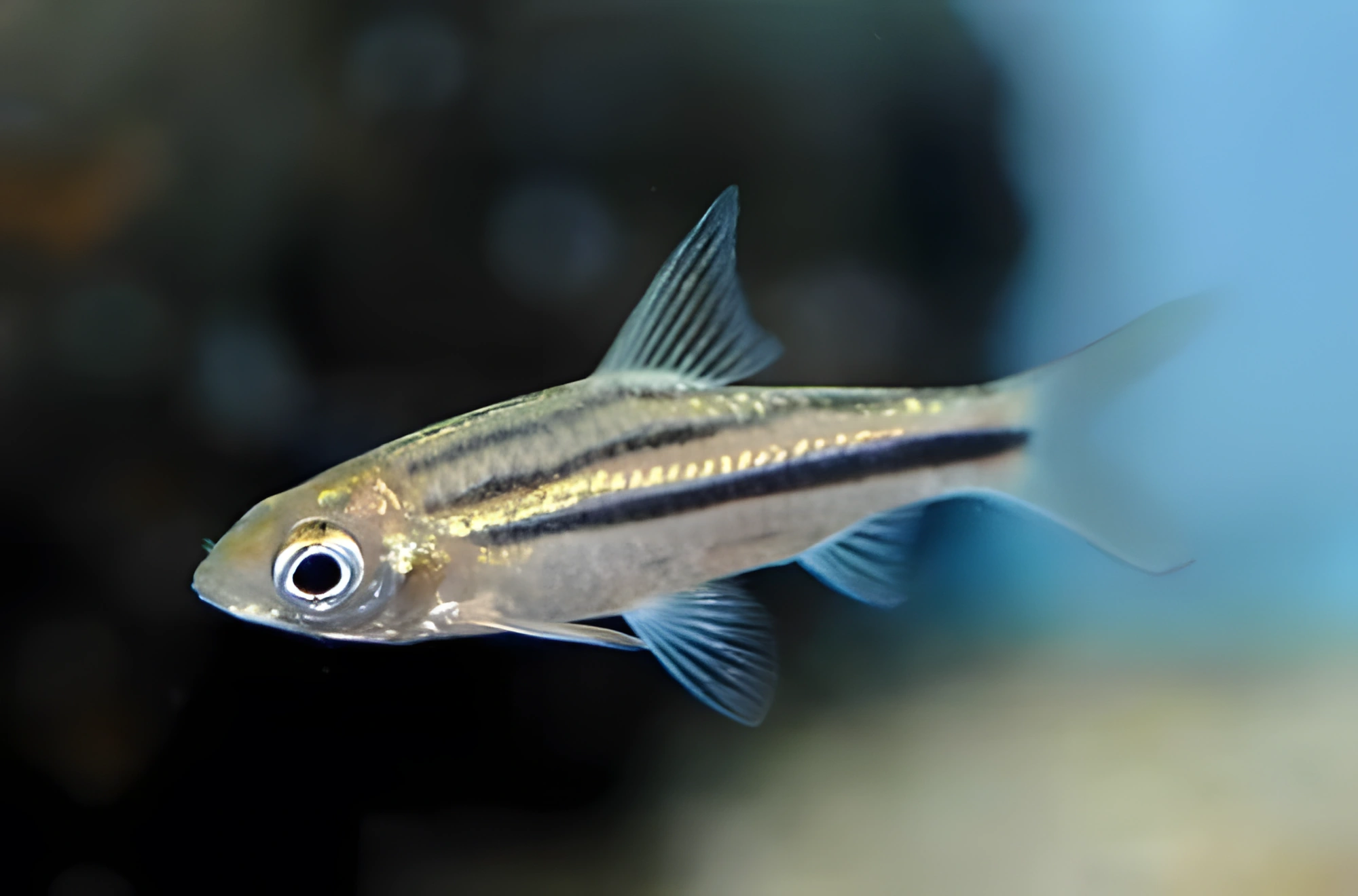 Fotografía del pez de acuario Barbo lineal