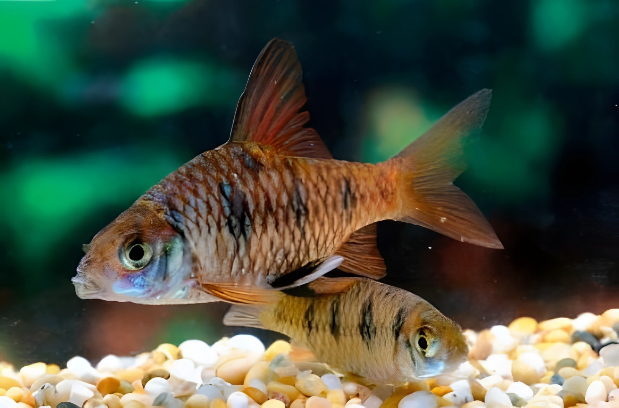 Fotografía del pez de acuario Barbo de Maharashtra