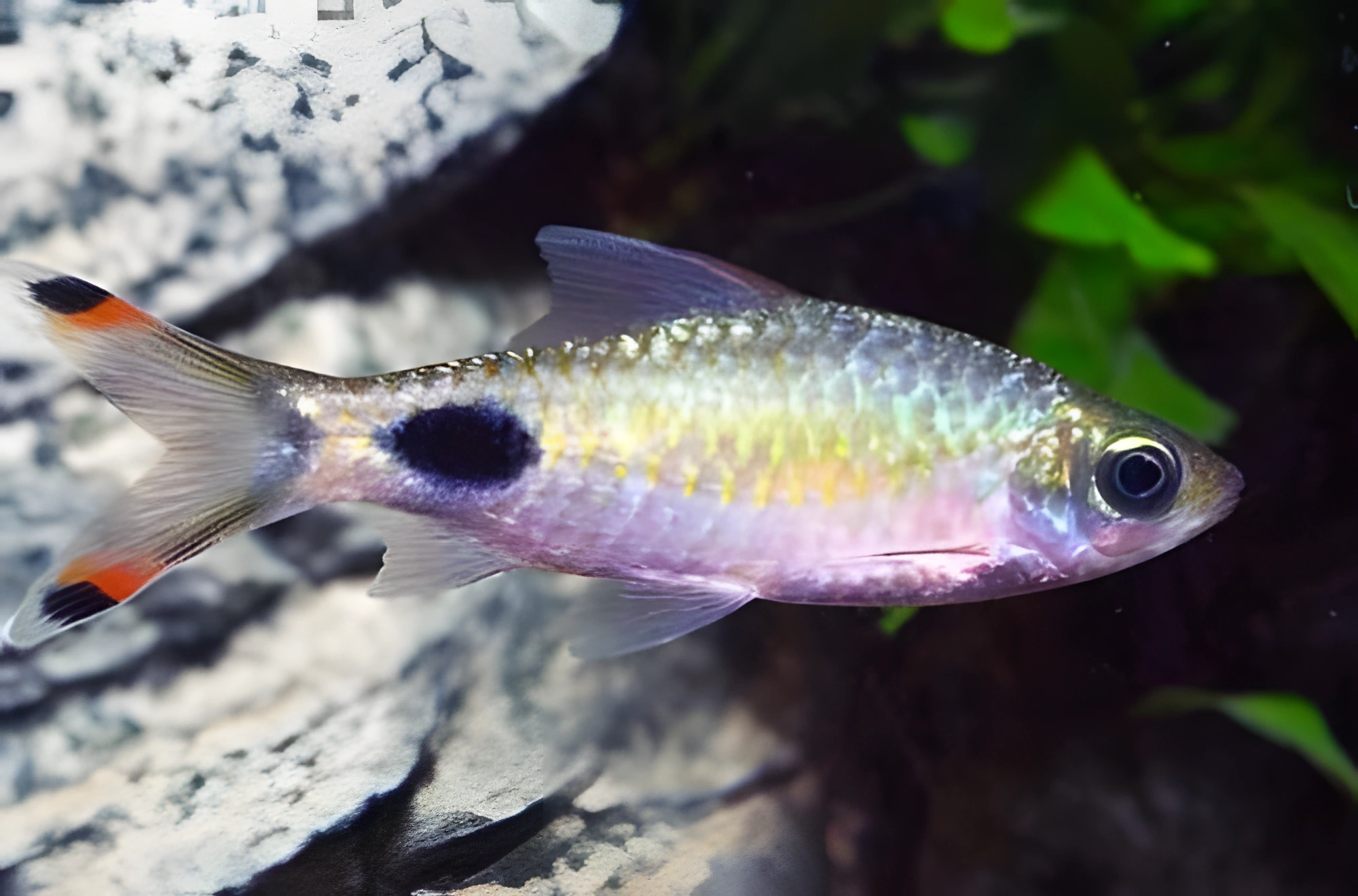 Fotografía del pez de acuario Barbo Mahecola