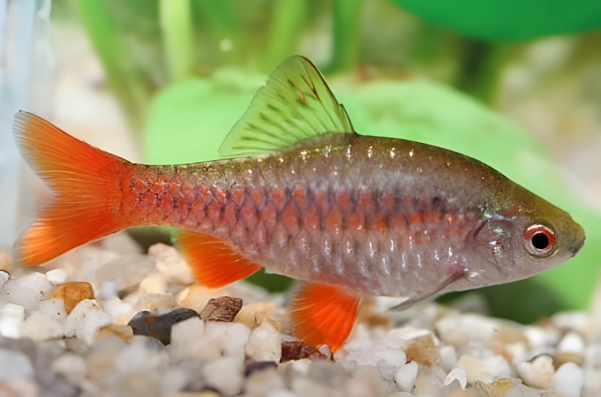 Fotografía del pez de acuario Barbo de Manipur