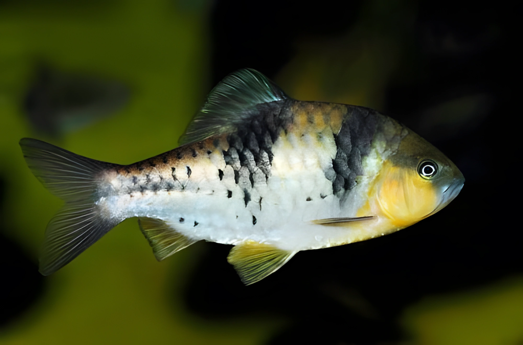 Fotografía del pez de acuario Barbo engañoso