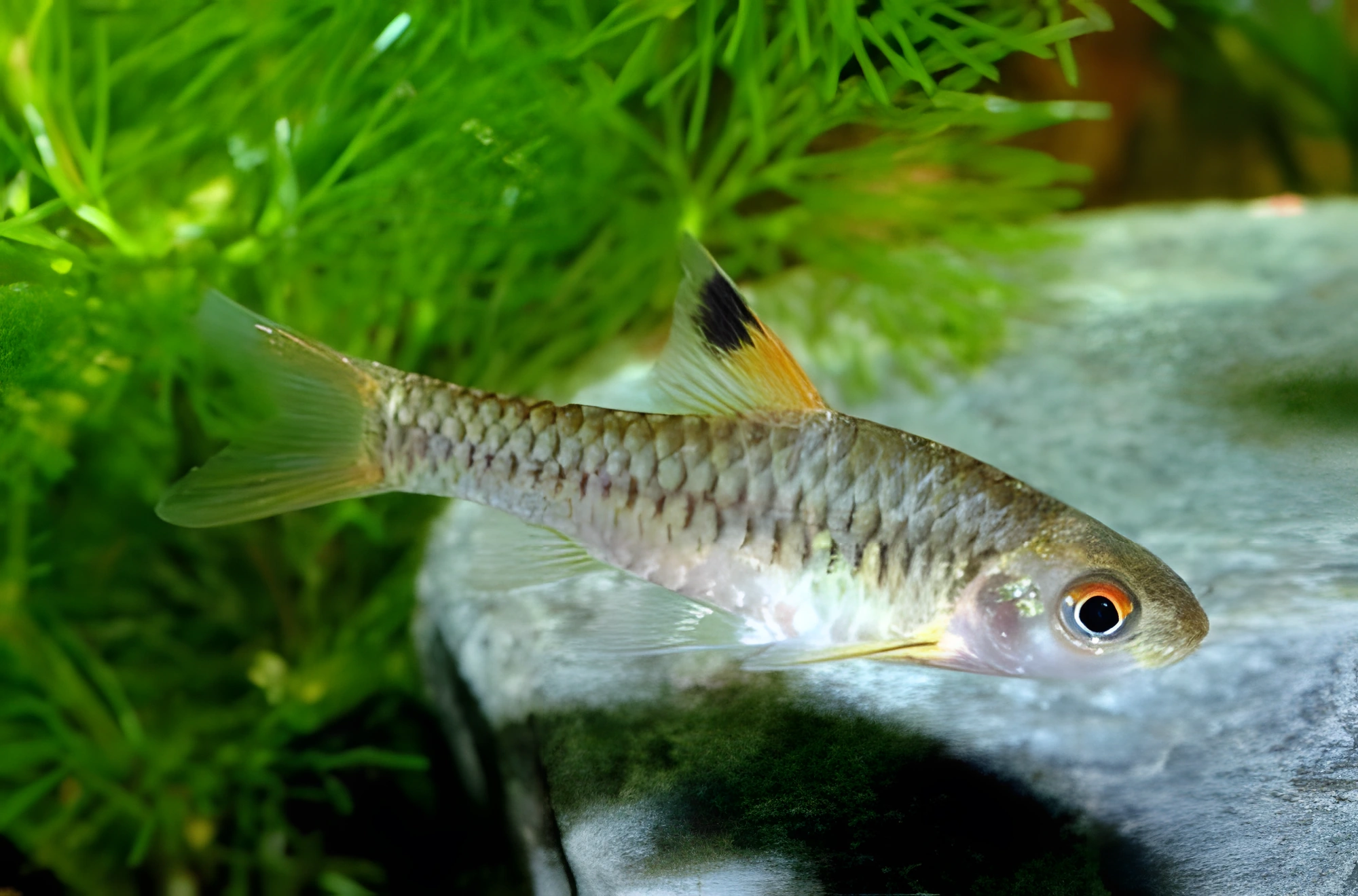 Fotografía del pez de acuario Barbo de aleta manchada