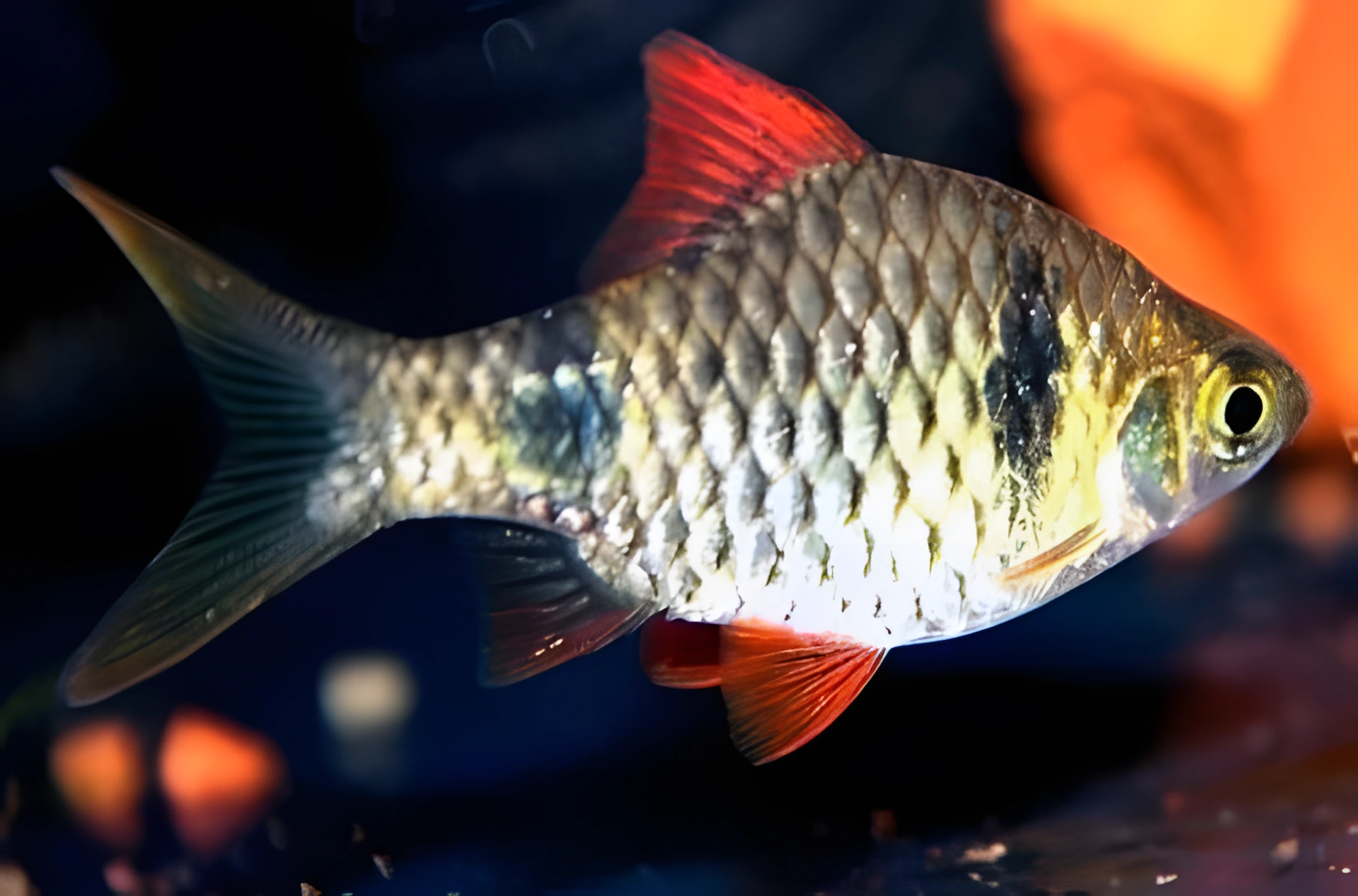 Fotografía del pez de acuario Barbo Reval