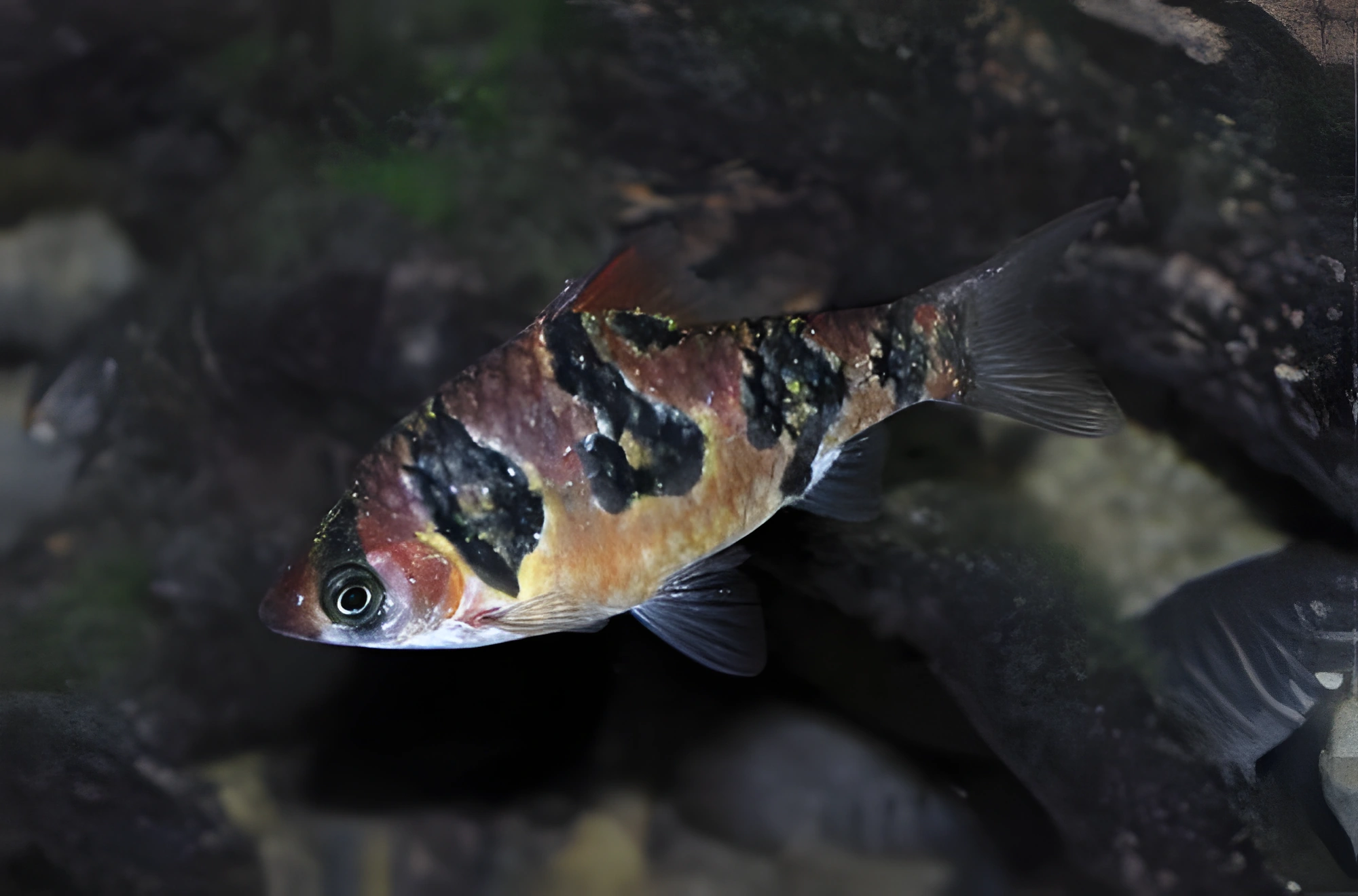 Fotografía del pez de acuario Barbo rombo