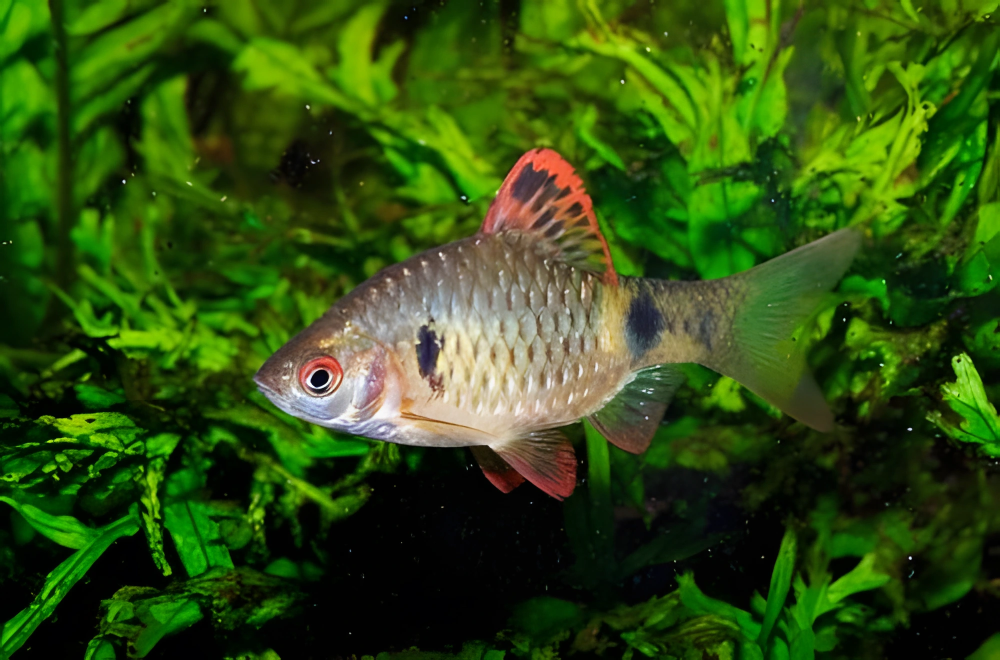 Fotografía del pez de acuario Barbo de Stoliczka