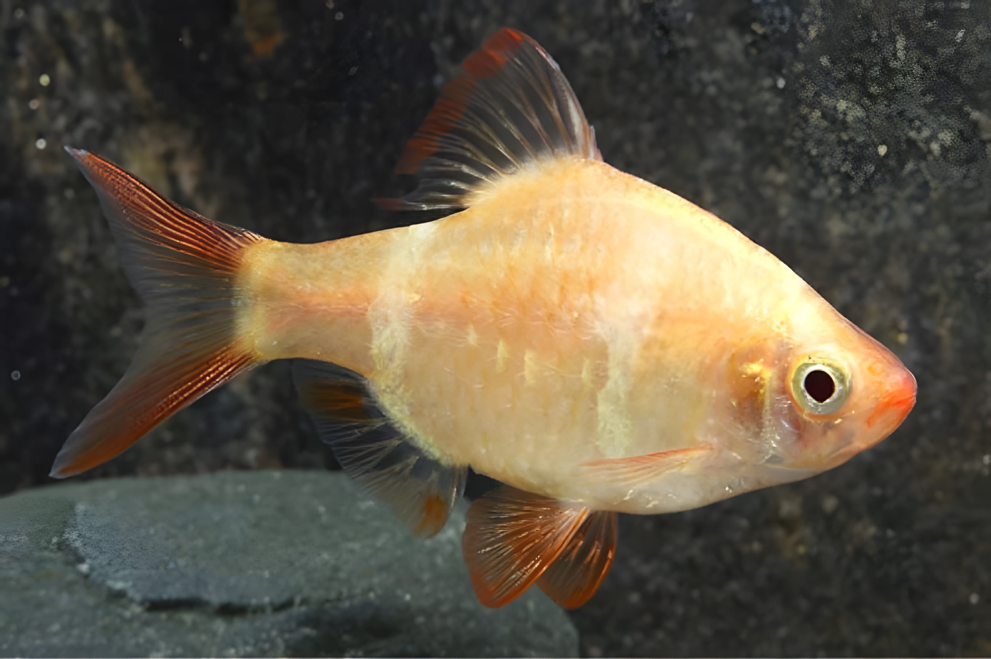 Fotografía del pez de acuario Barbo platino