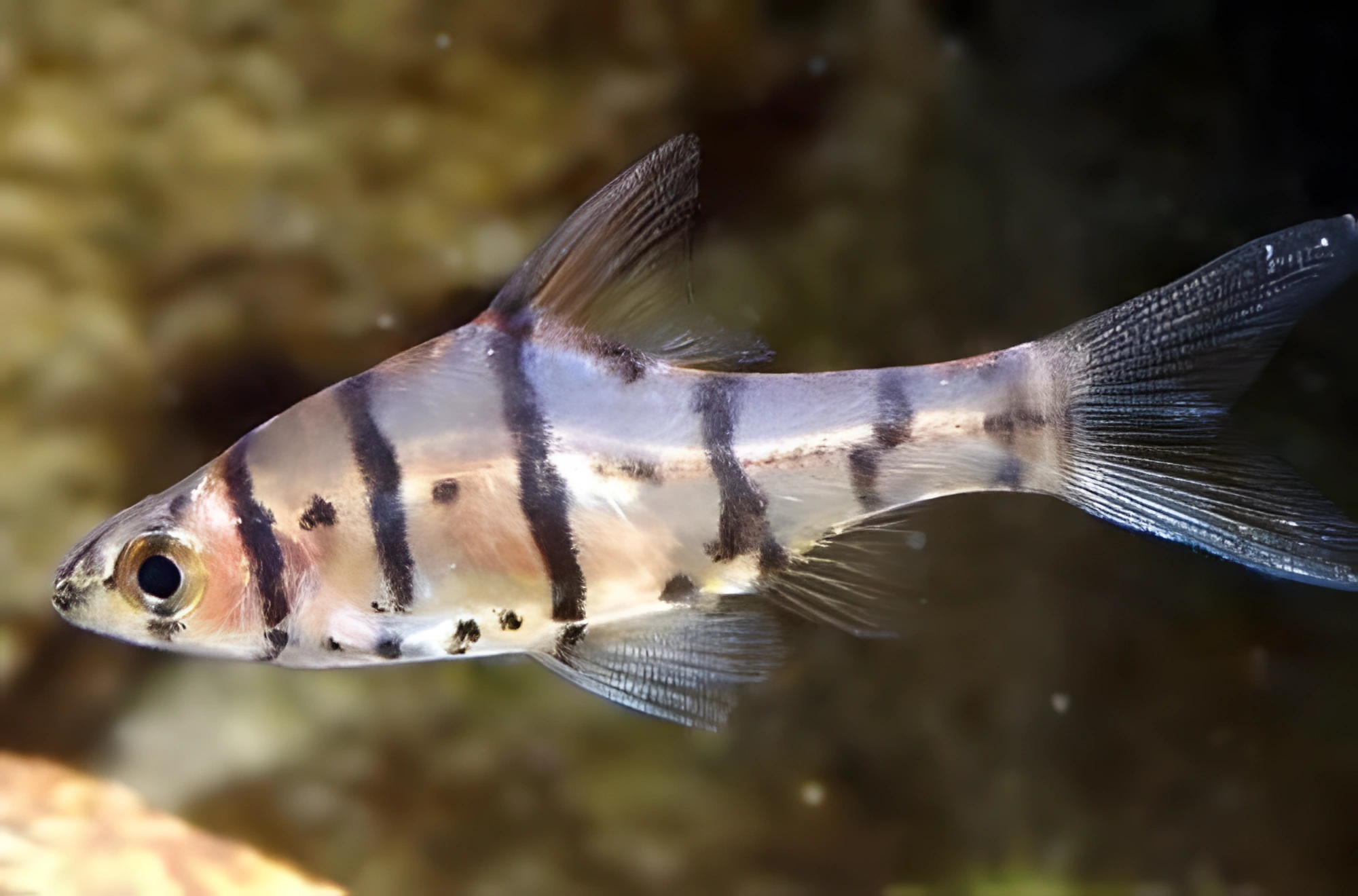 Fotografía del pez de acuario Barbo de ocho bandas