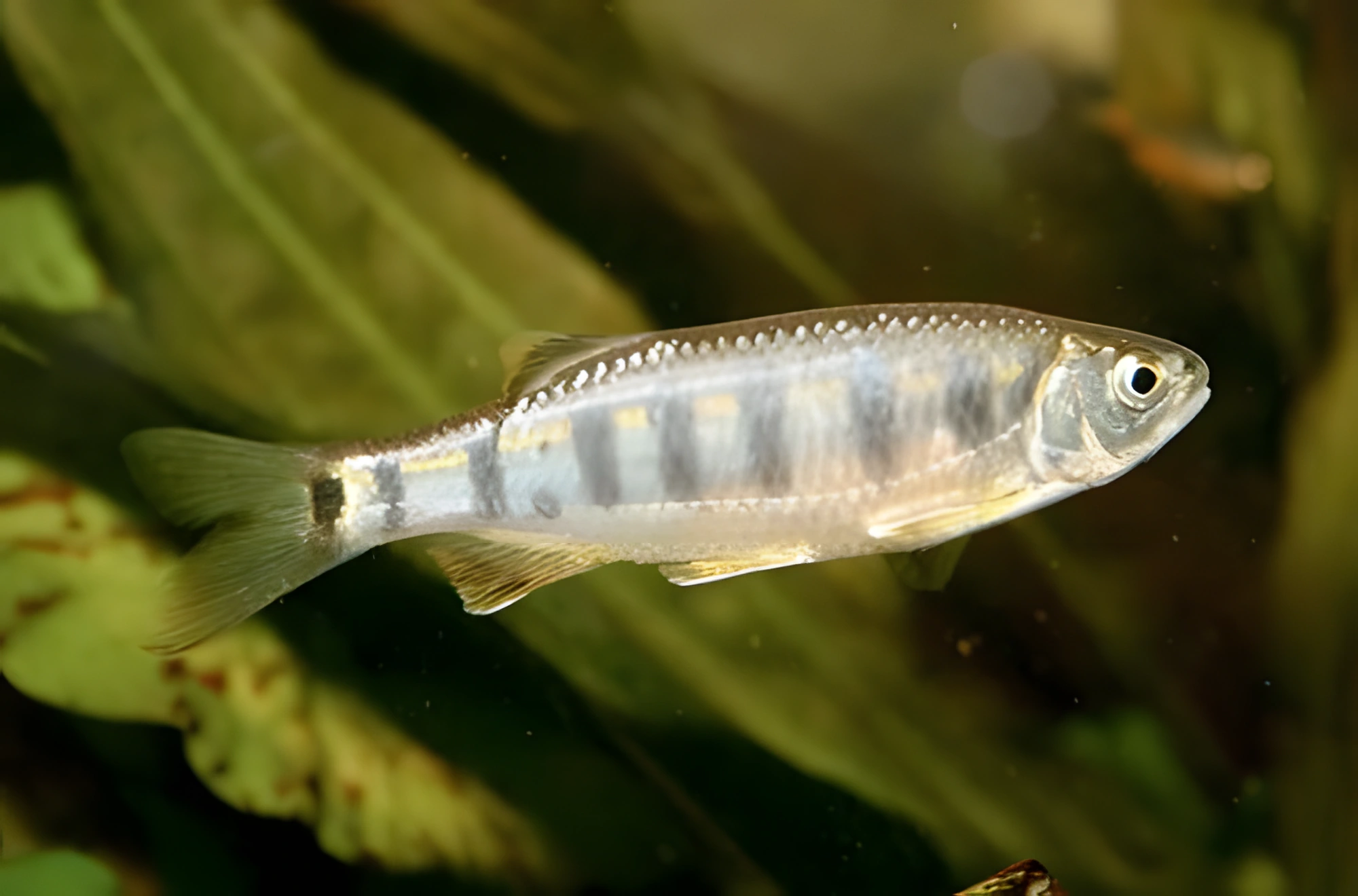 Fotografía del pez de acuario Barilius dogarsinghi