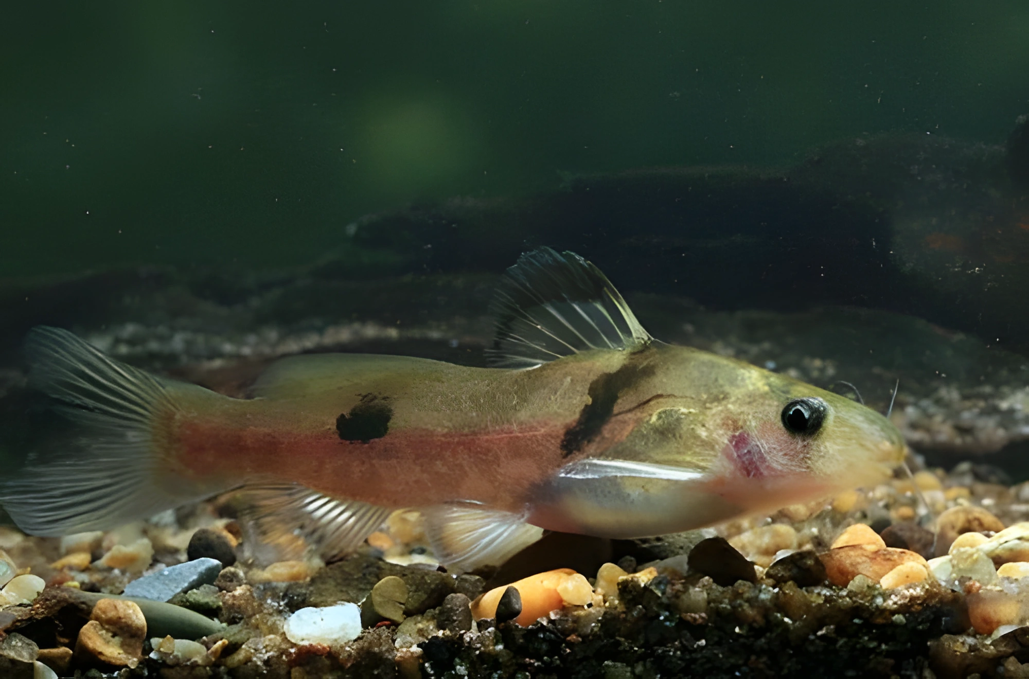 Fotografía del pez de acuario Batacio de río