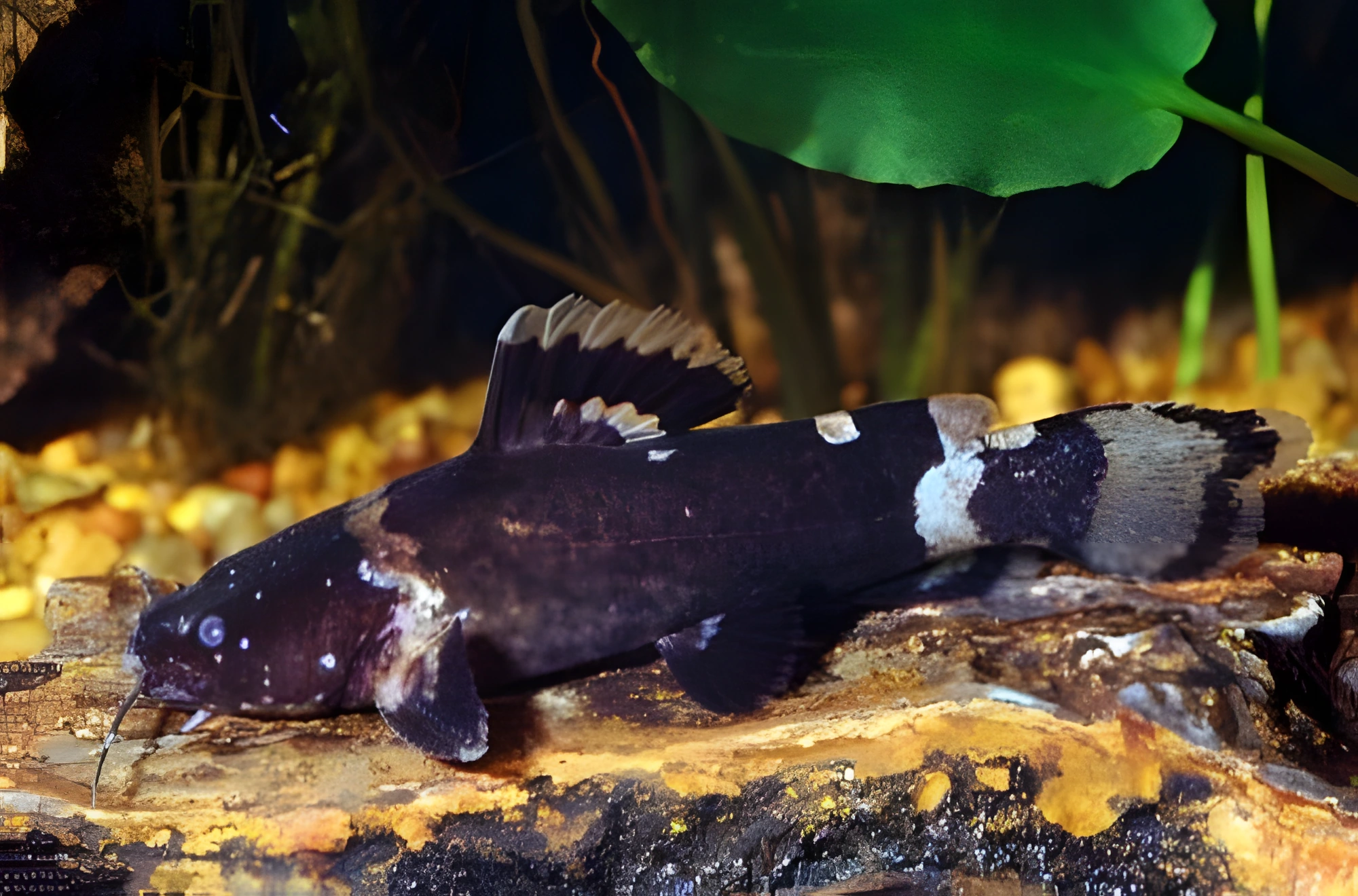 Fotografía del pez de acuario Batrochoglanis