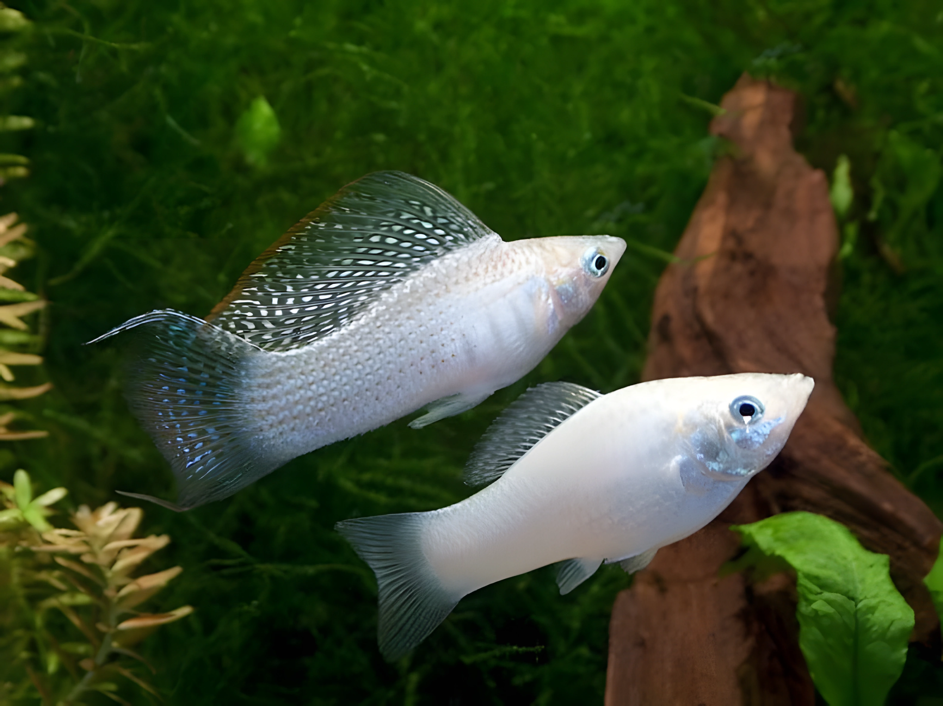 Photo of aquarium fish White Molly
