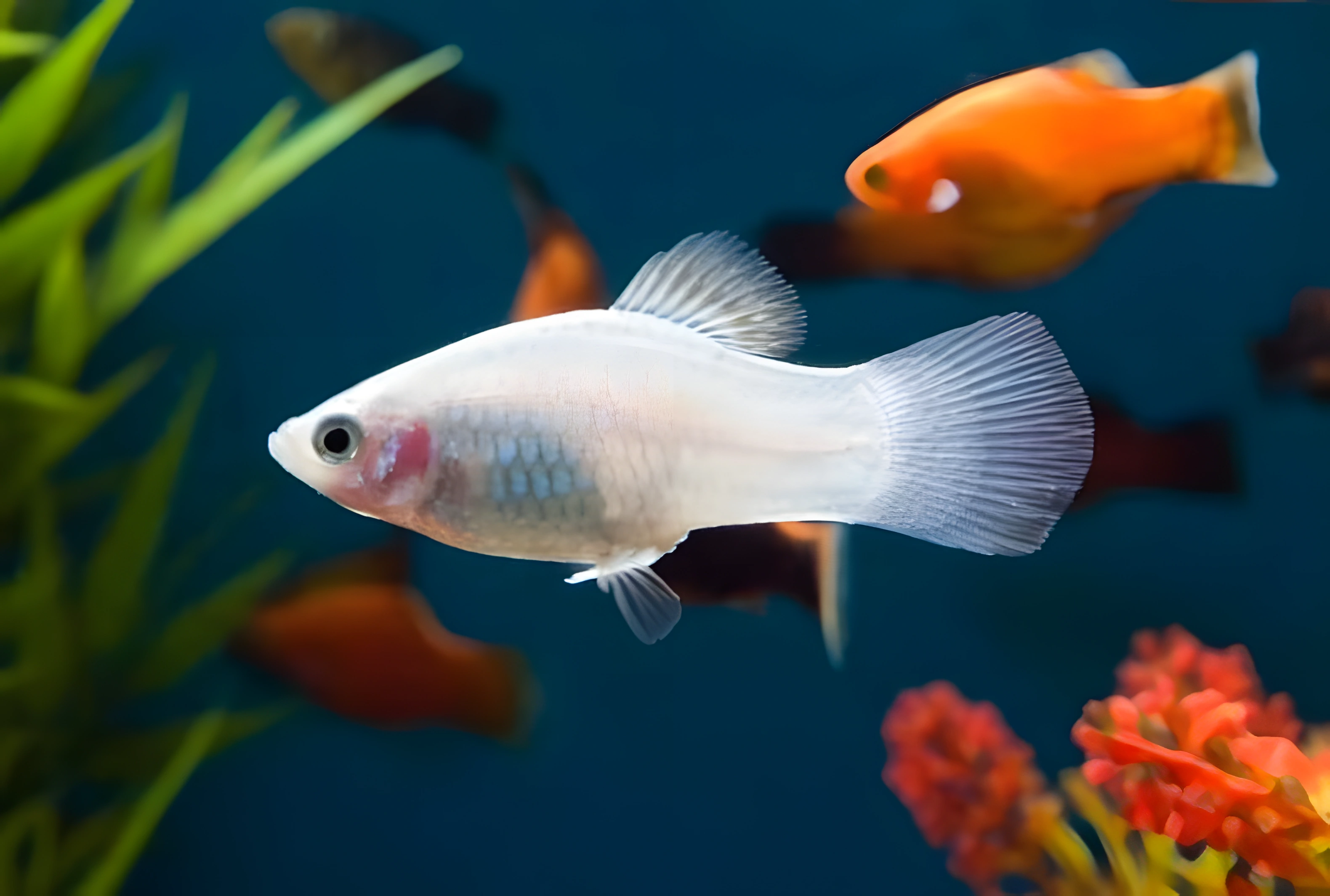 Photo of aquarium fish White Platy