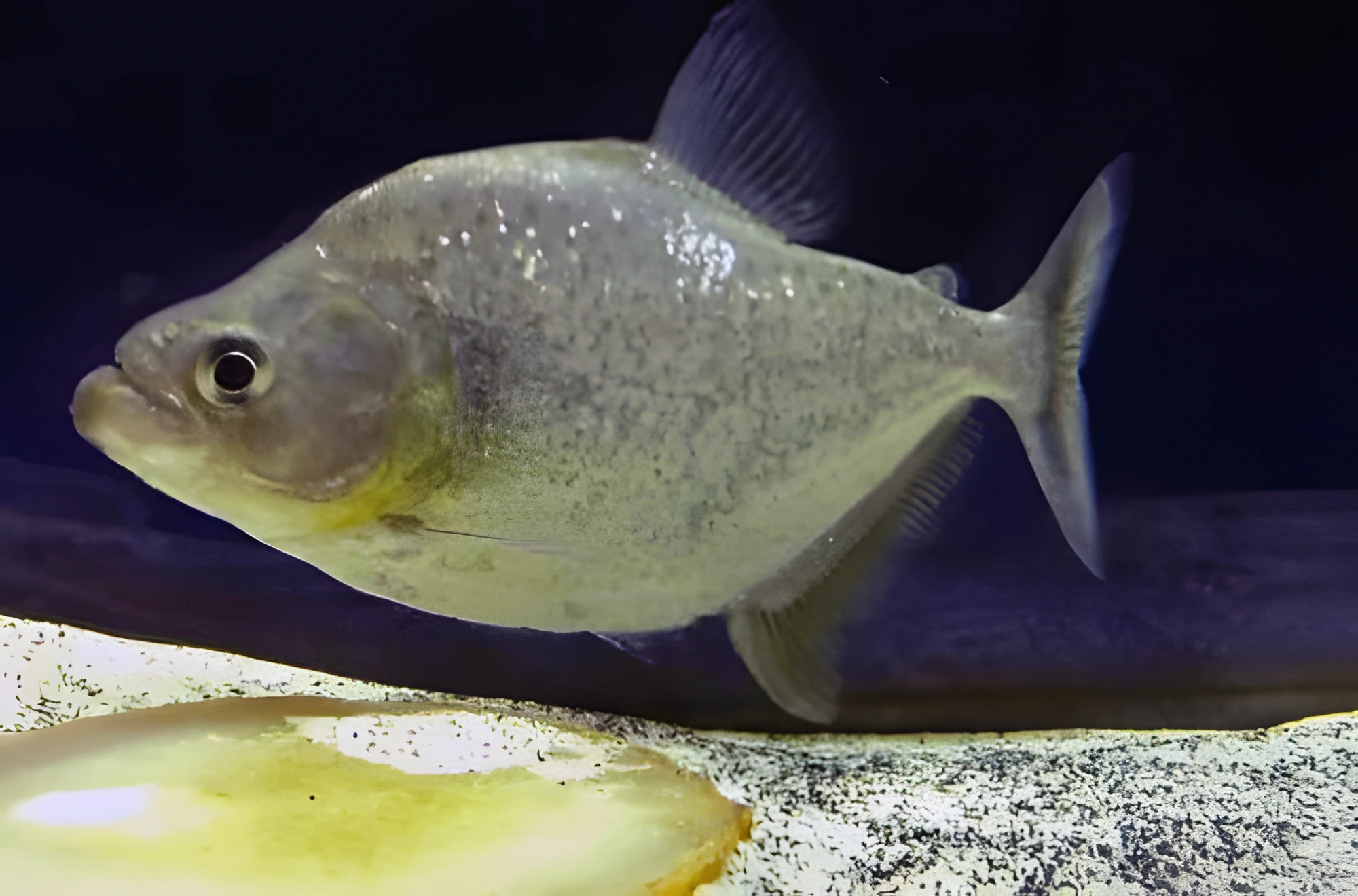 Fotografía del pez de acuario Piraña blanca