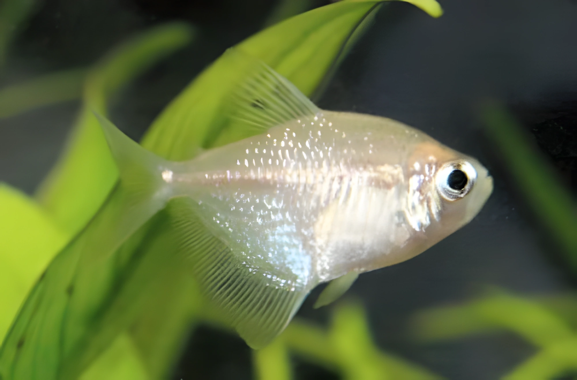 Fotografía del pez de acuario Tetra Blanca