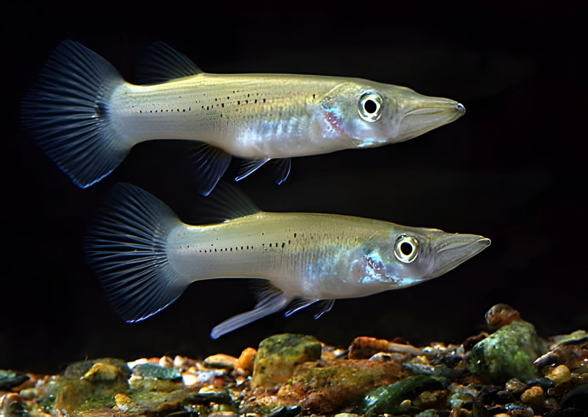 Fotografía del pez de acuario Belonesox