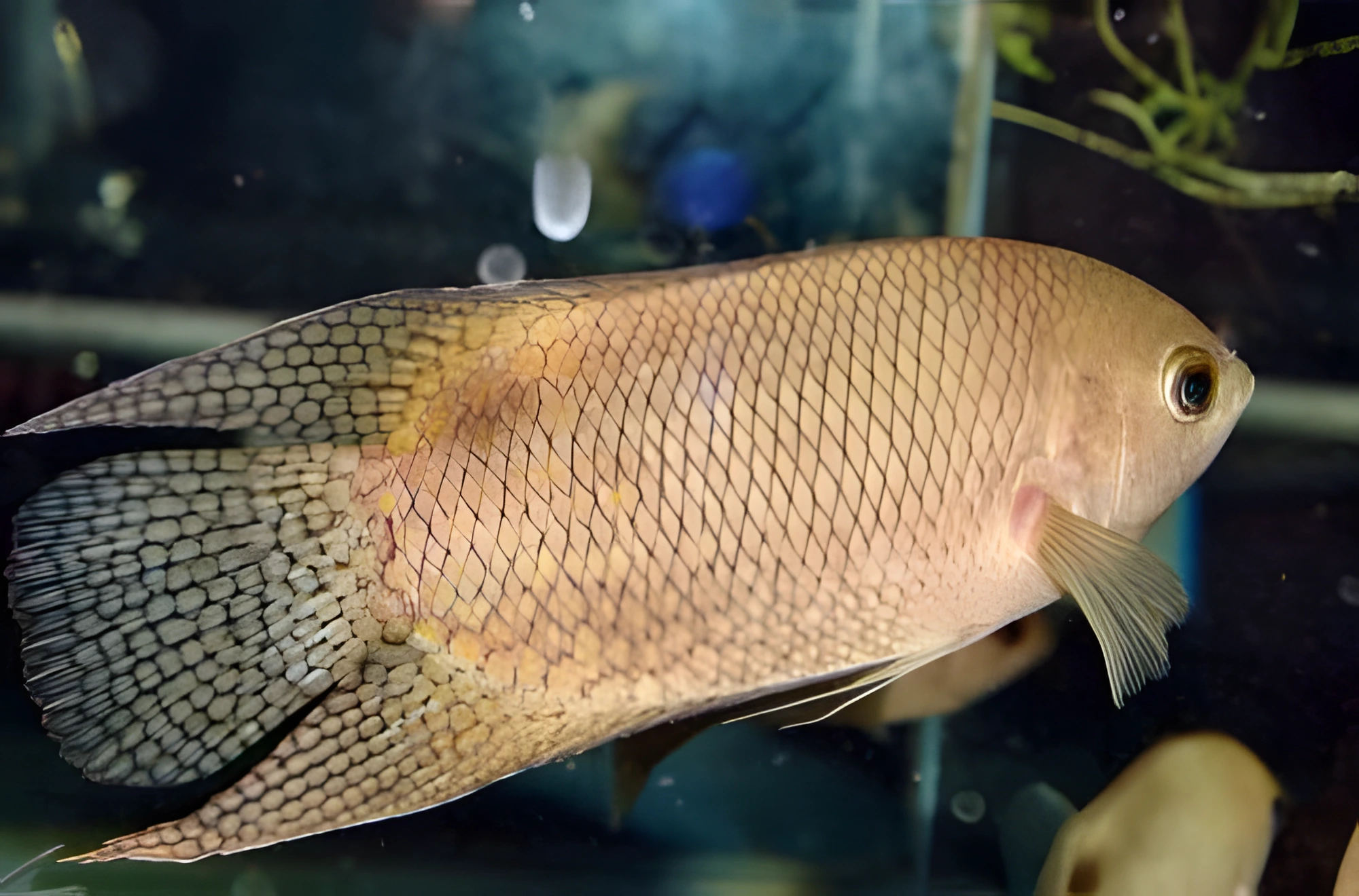 Fotografía del pez de acuario Belontia de Hasselt
