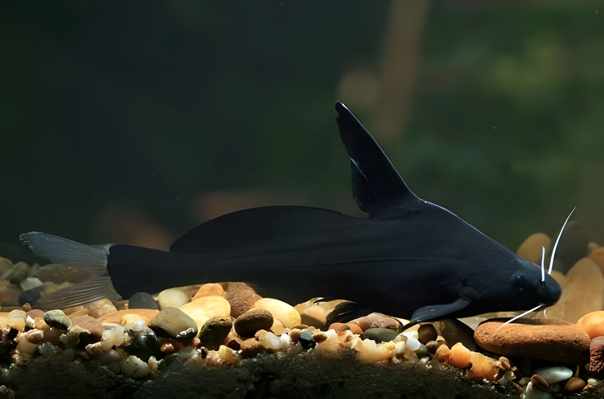 Fotografía del pez de acuario Bagre de bigotes blancos