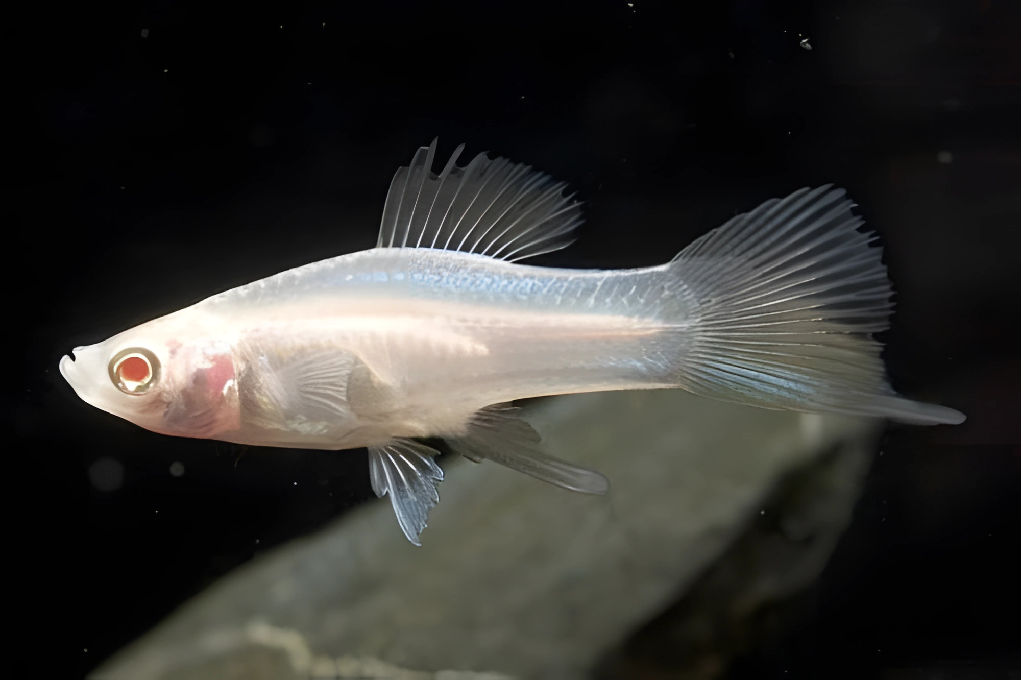 Photo of aquarium fish White Swordtail