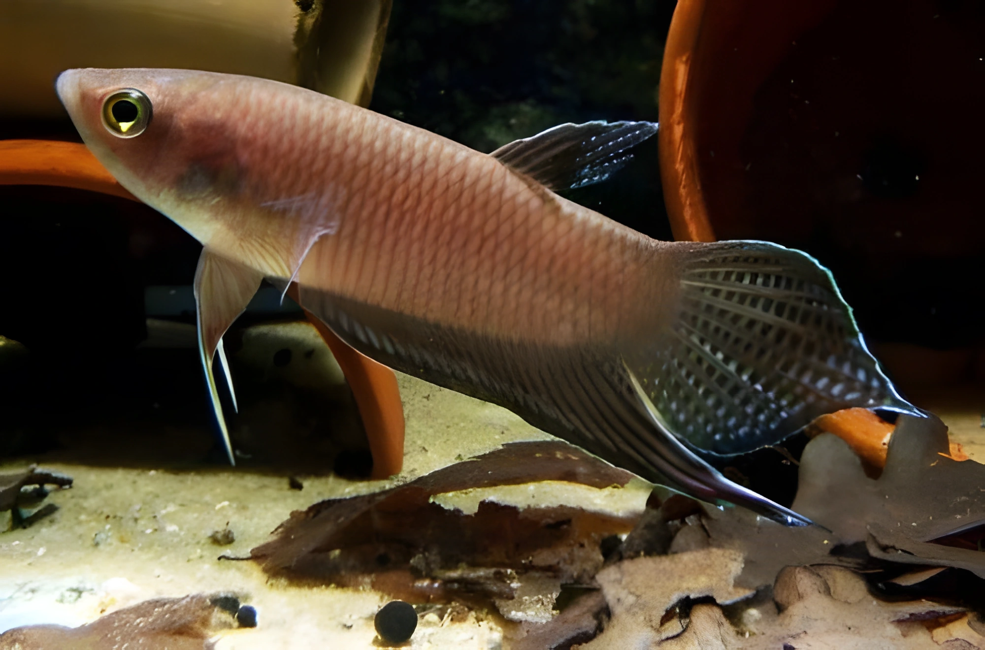 Fotografía del pez de acuario Betta balunga