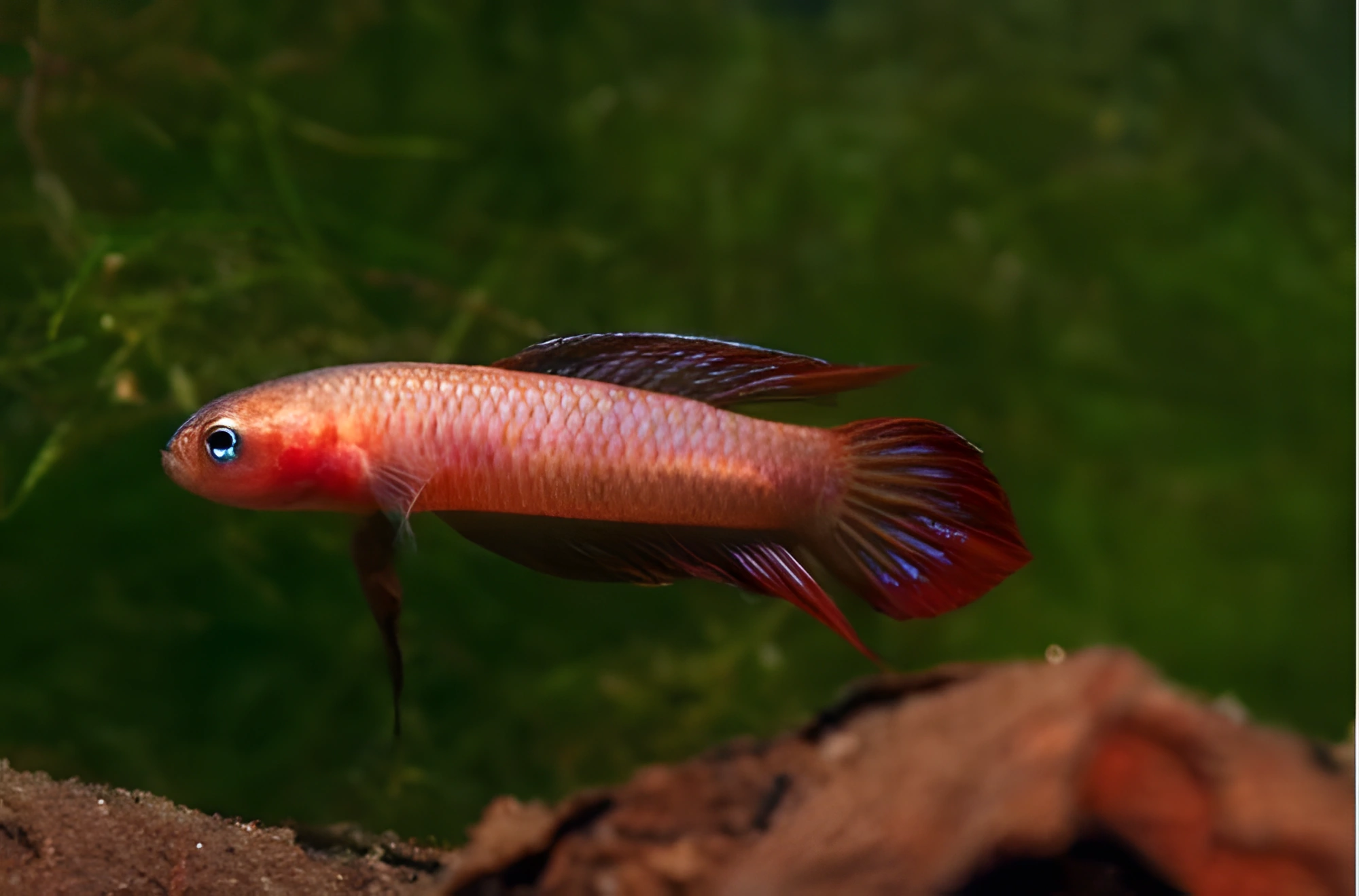Fotografía del pez de acuario Betta burdigala