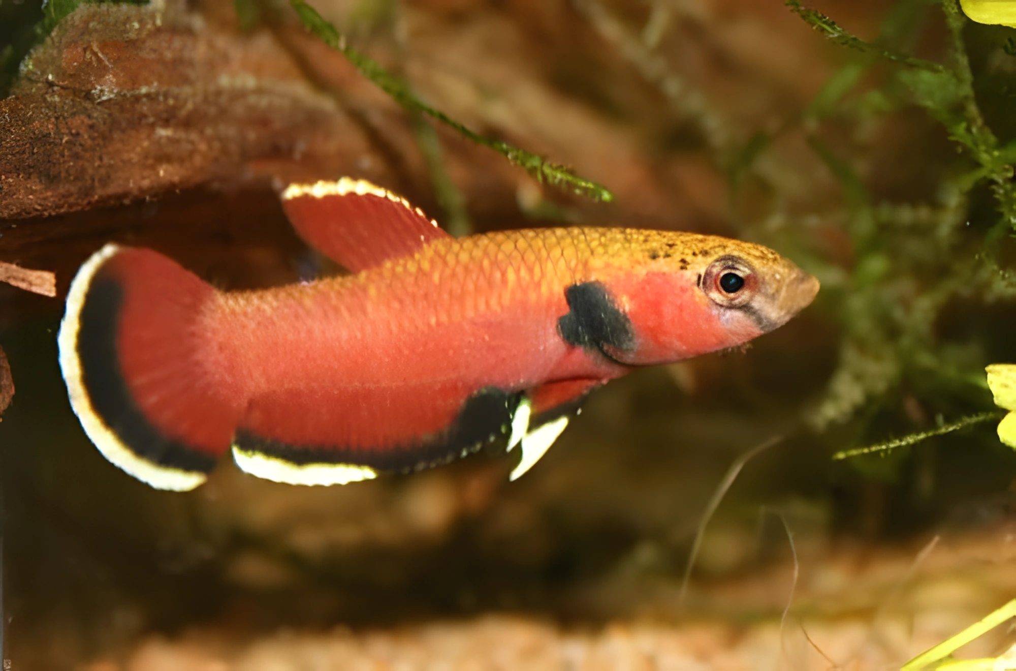 Fotografía del pez de acuario Betta channoides