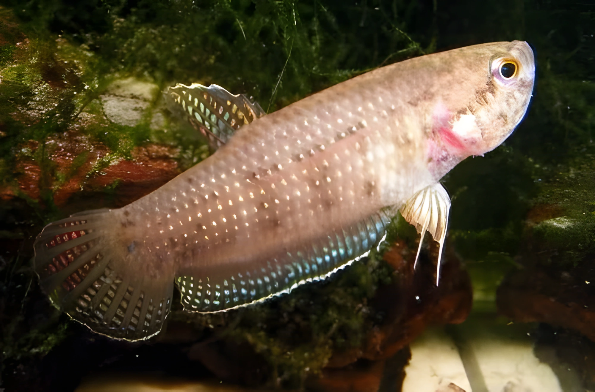 Fotografía del pez de acuario Betta edithae