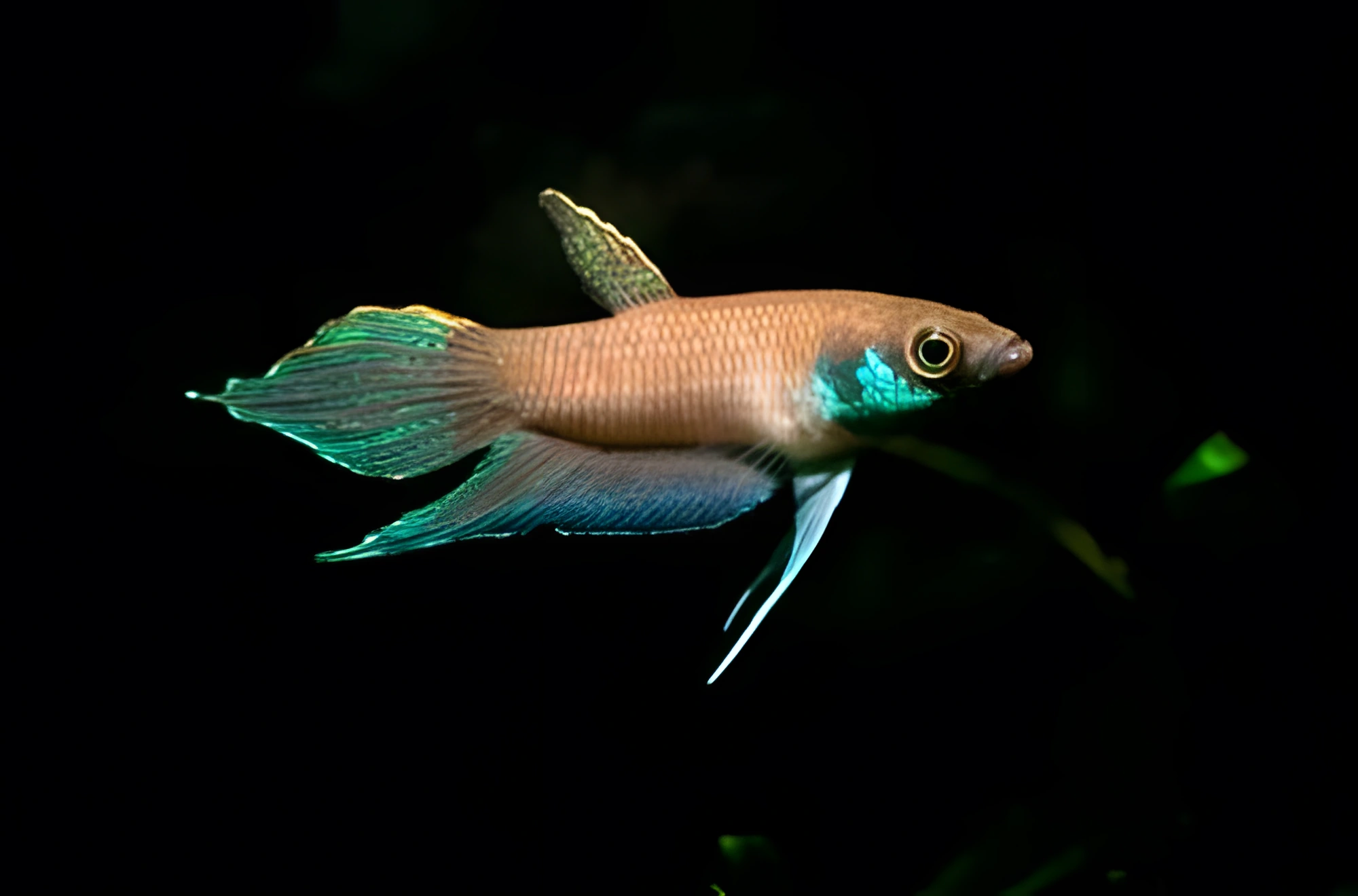 Fotografía del pez de acuario Betta lehi