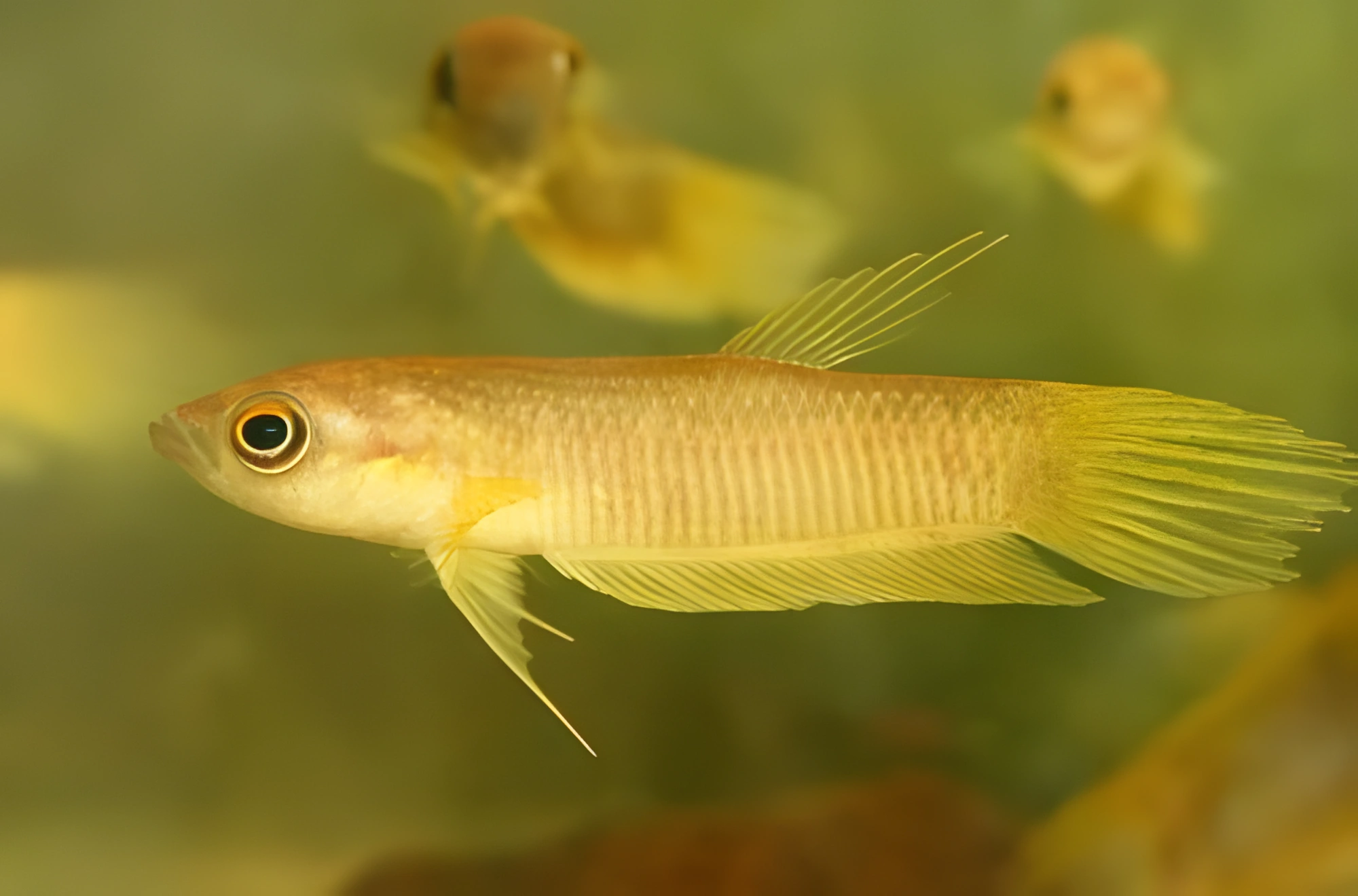 Fotografía del pez de acuario Betta Midas