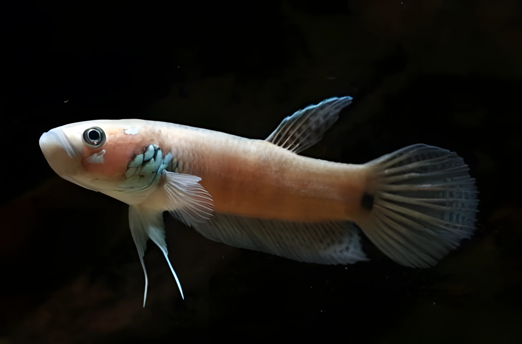 Fotografía del pez de acuario Betta ocellata