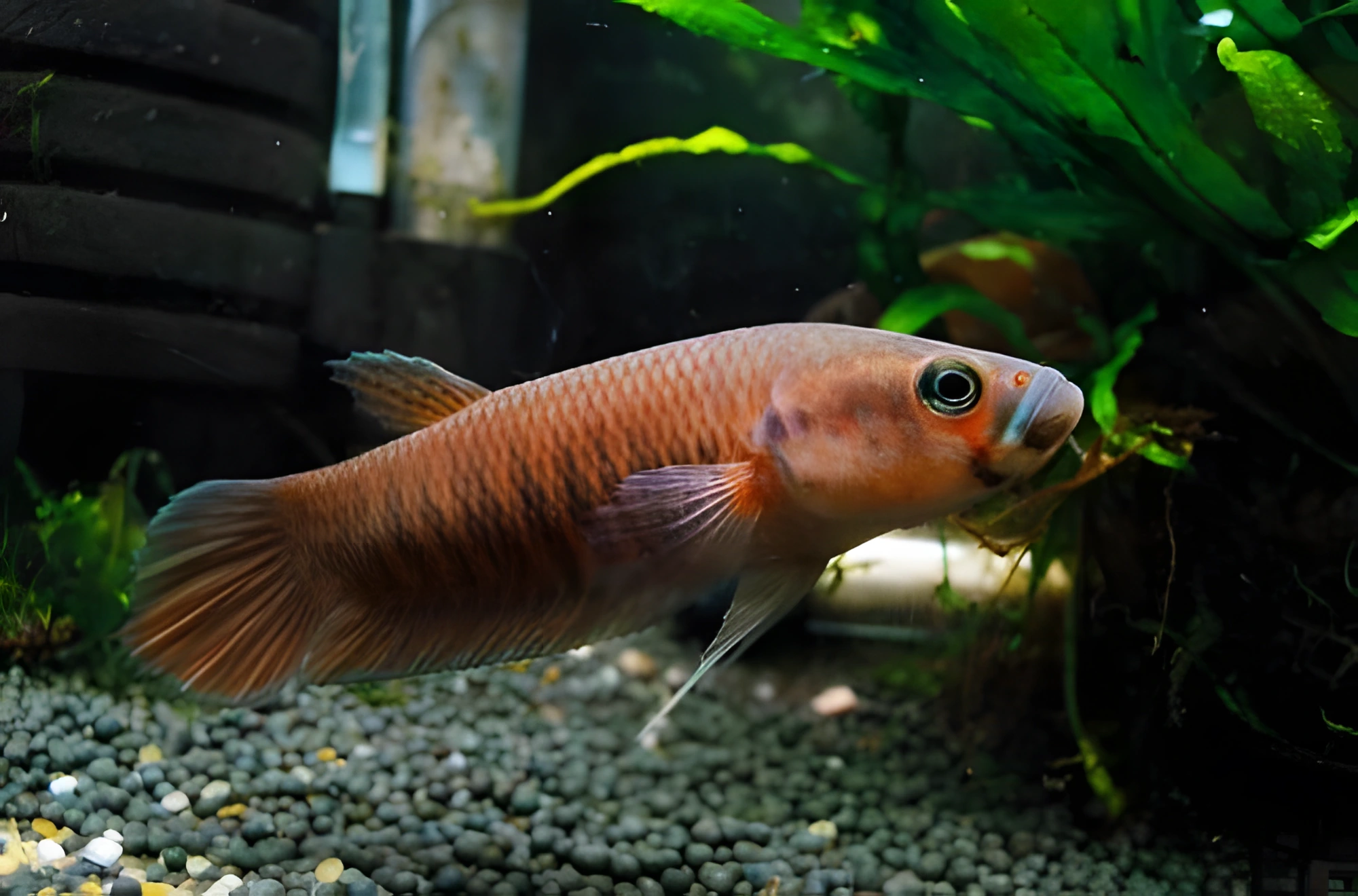 Fotografía del pez de acuario Betta patoti
