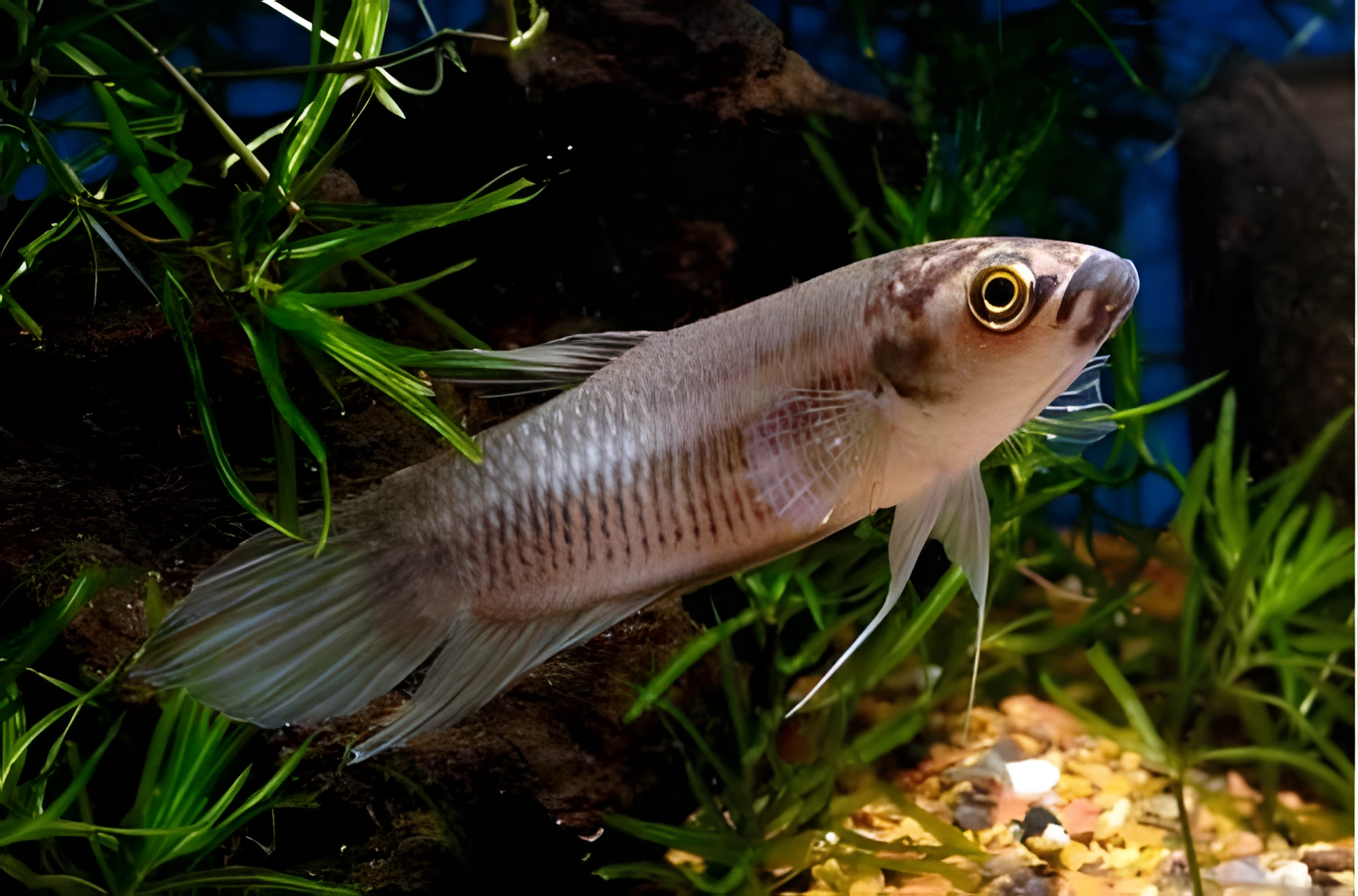 Fotografía del pez de acuario Betta Pi