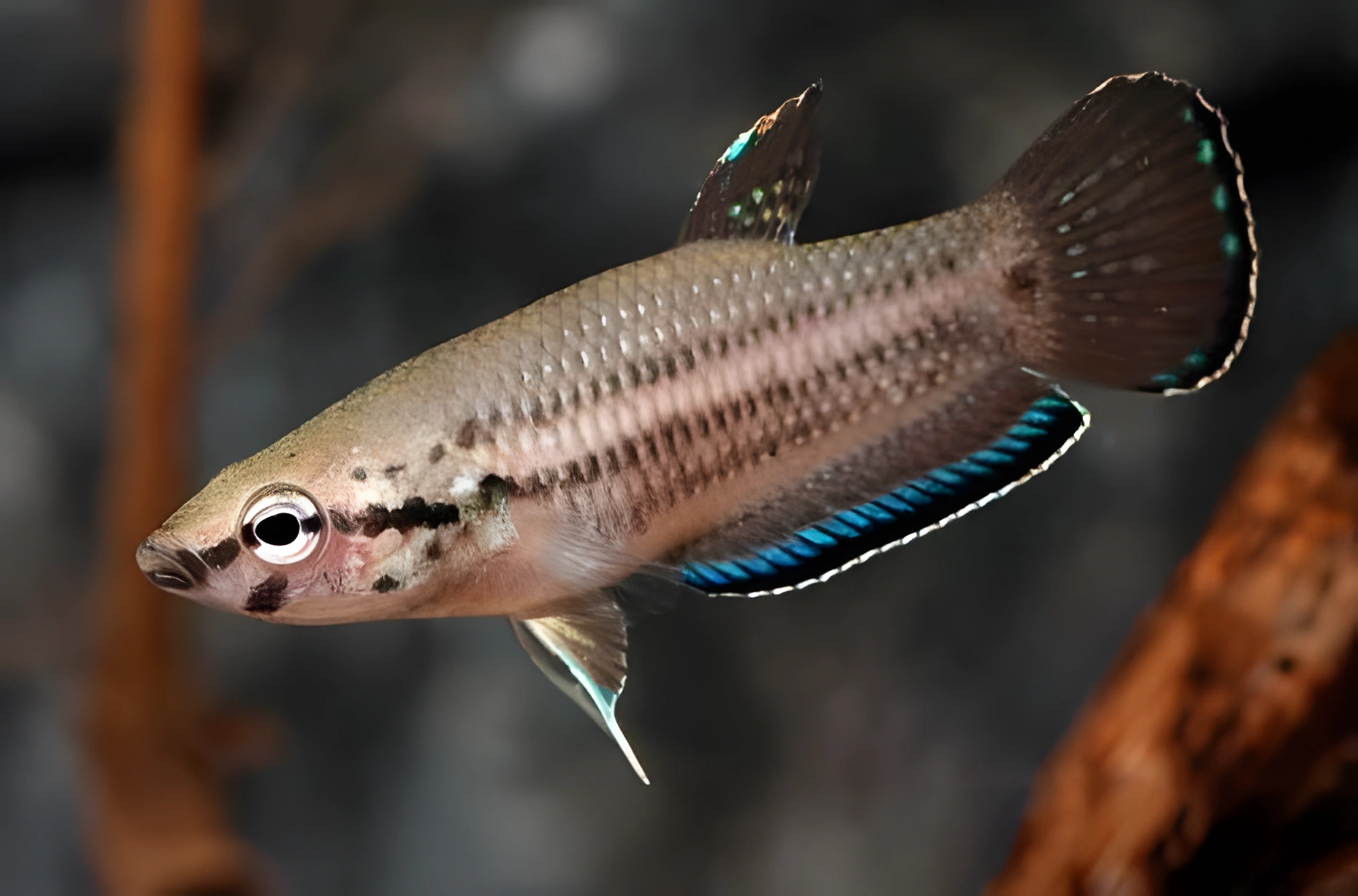 Fotografía del pez de acuario Betta simplex
