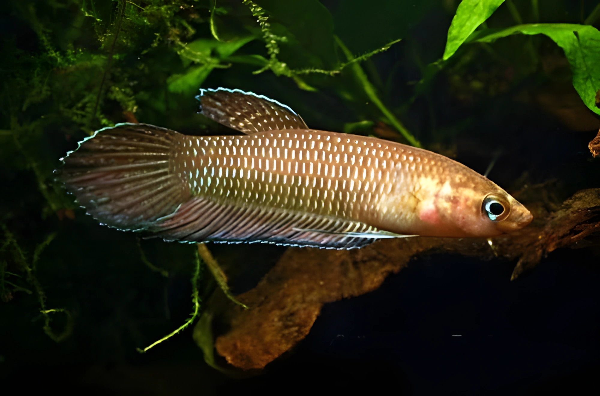Fotografía del pez de acuario Betta de Sim