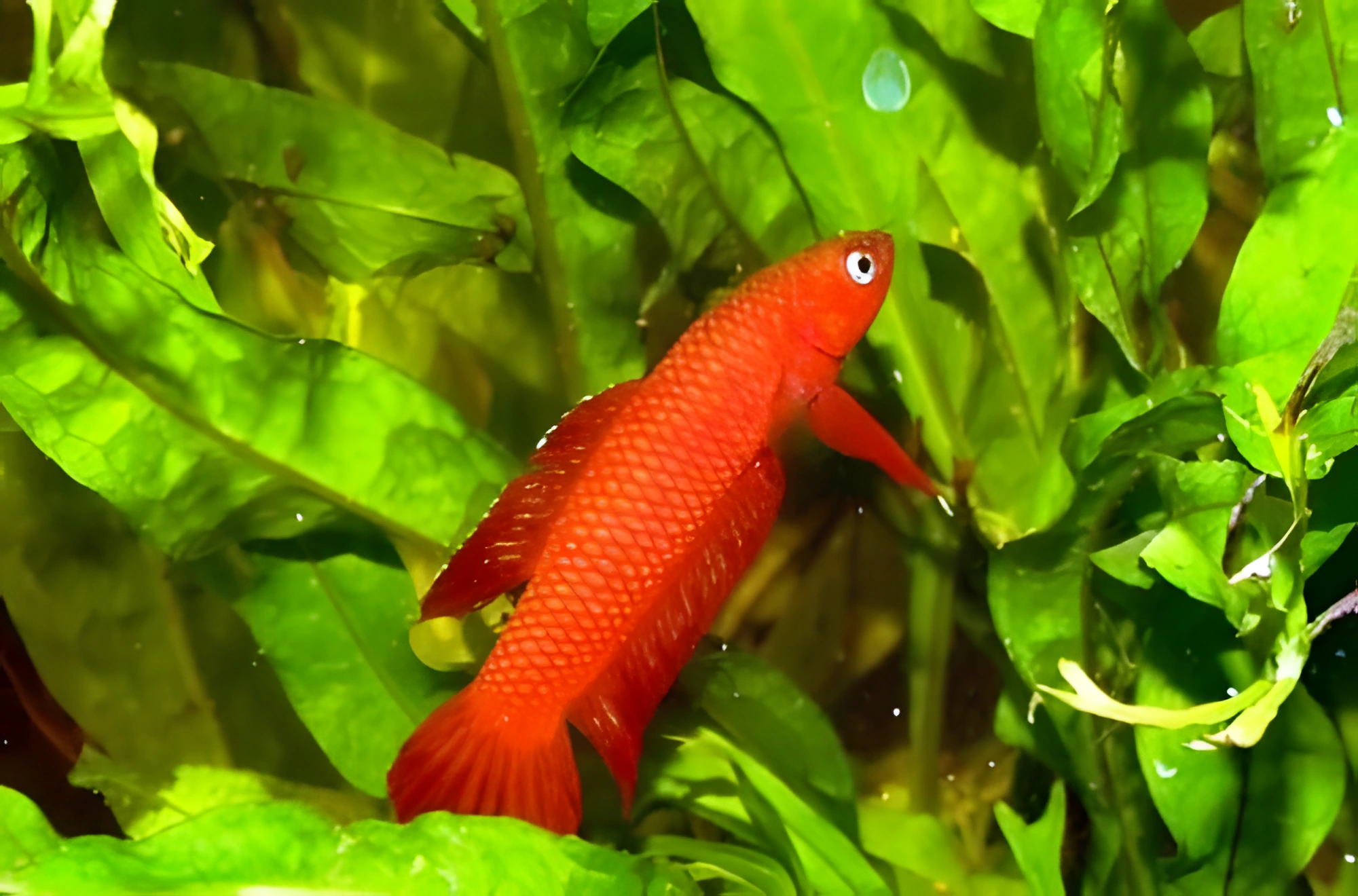 Fotografía del pez de acuario Betta uberis