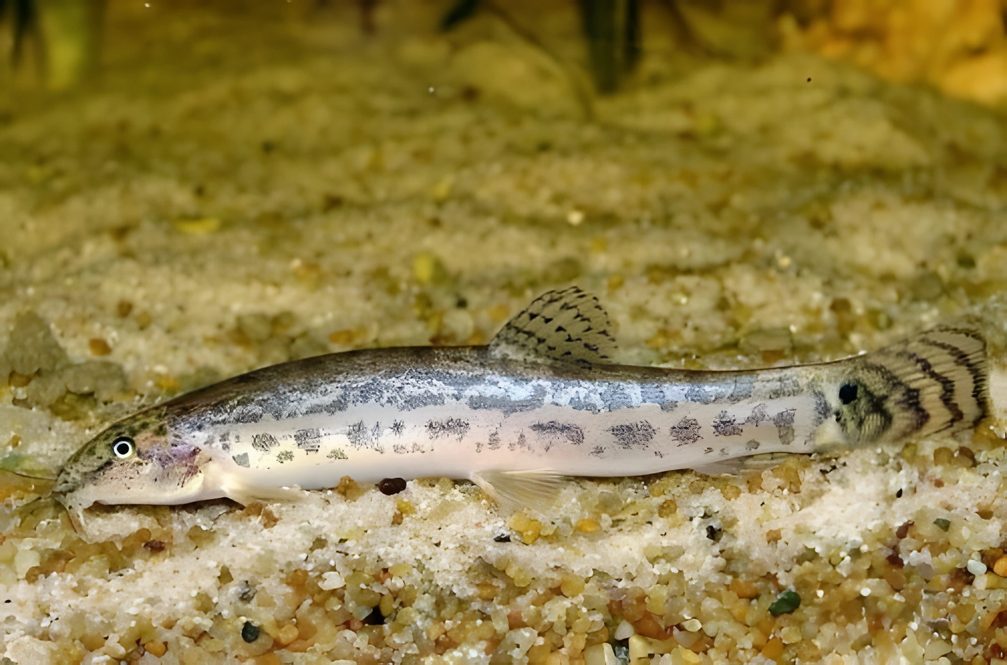 Fotografía del pez de acuario Locha birmana