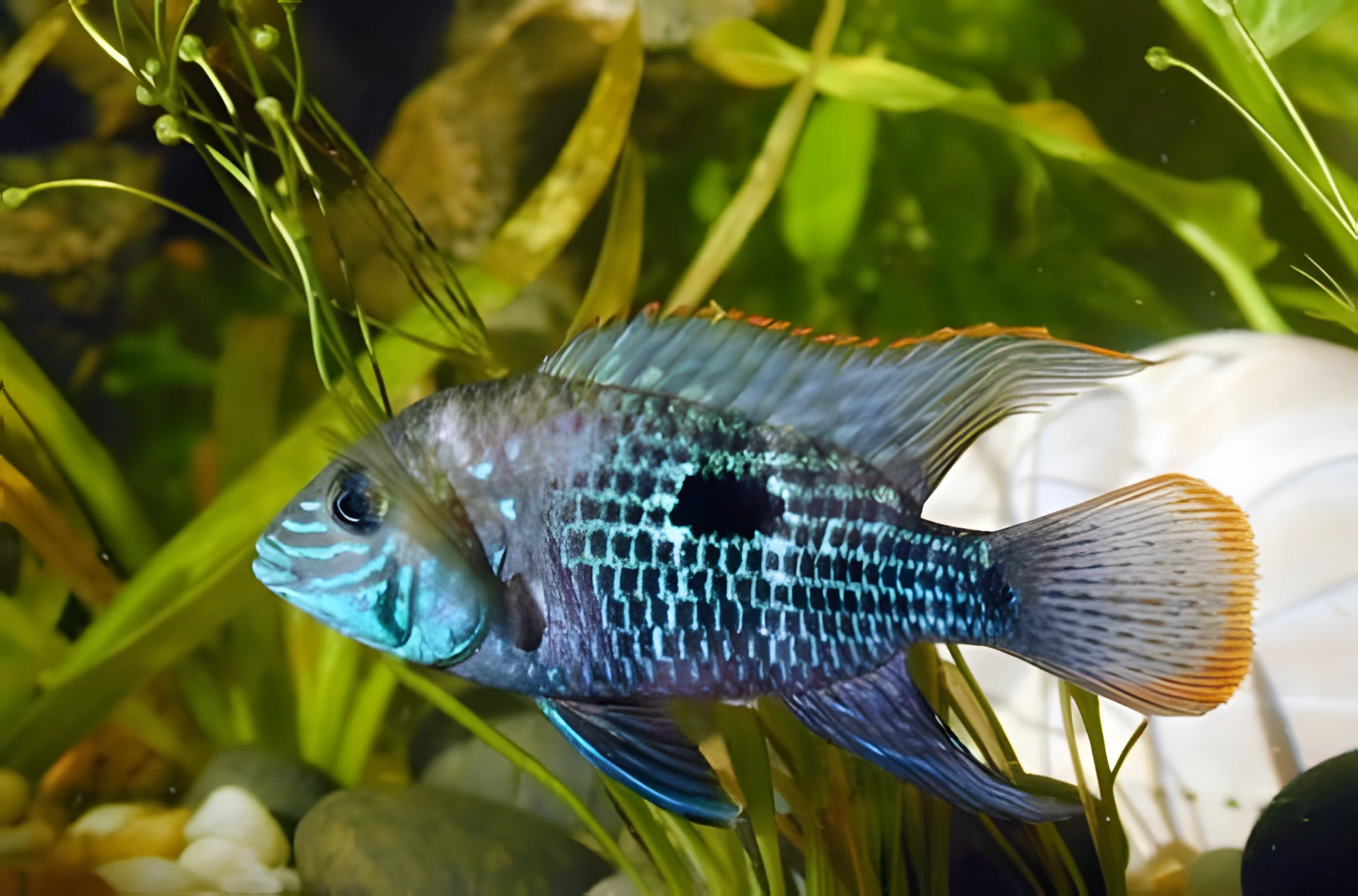Fotografía del pez de acuario Acará Turquesa