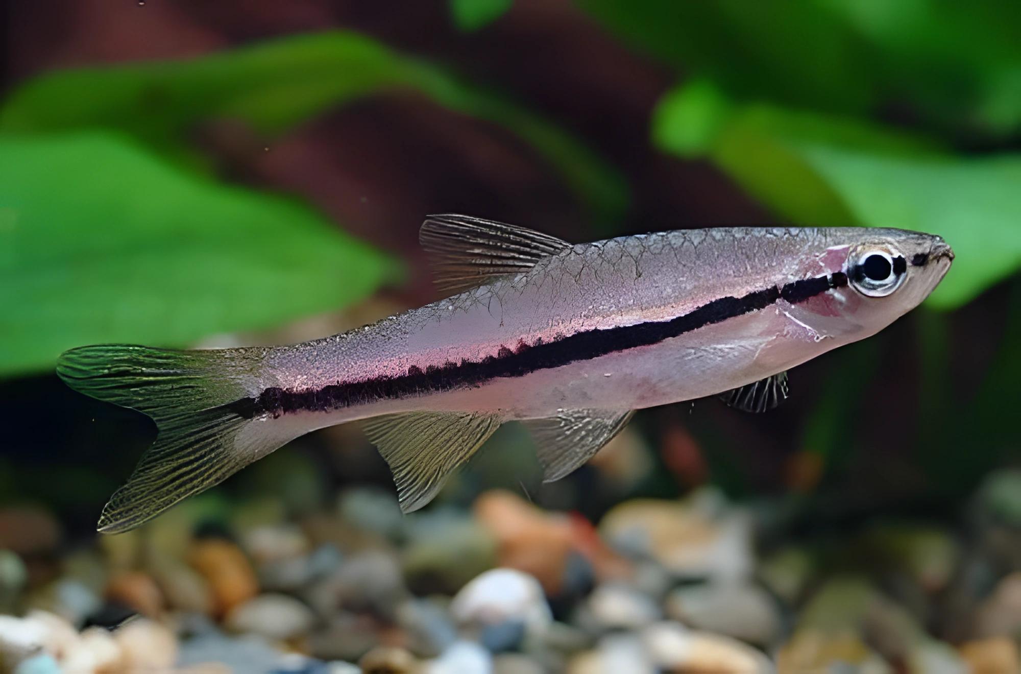Fotografía del pez de acuario Rasbora brillante