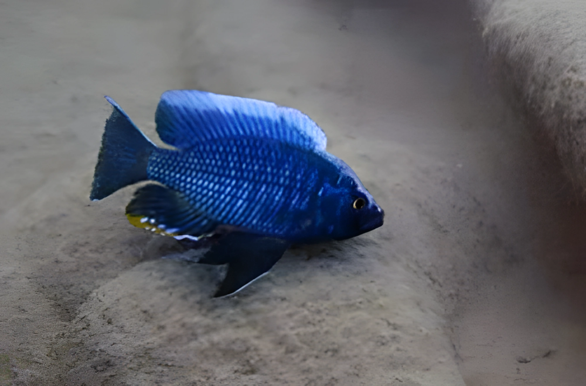 Fotografía del pez de acuario Boadzulu